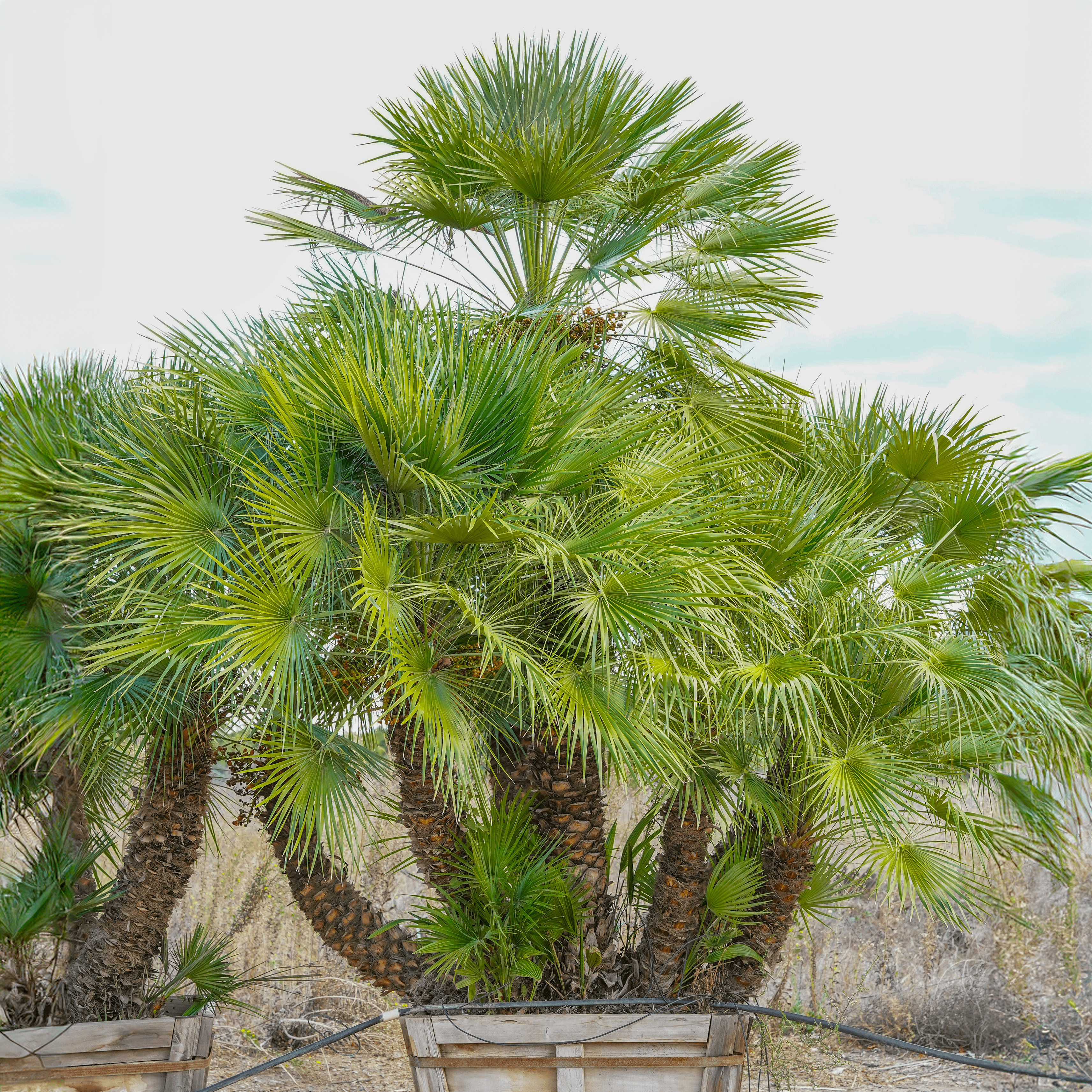 Huge Mediterranean Fan Palm multi