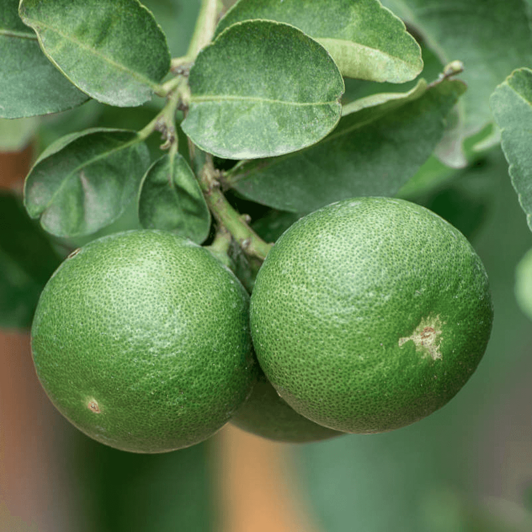 Fruiting Mexican Lime