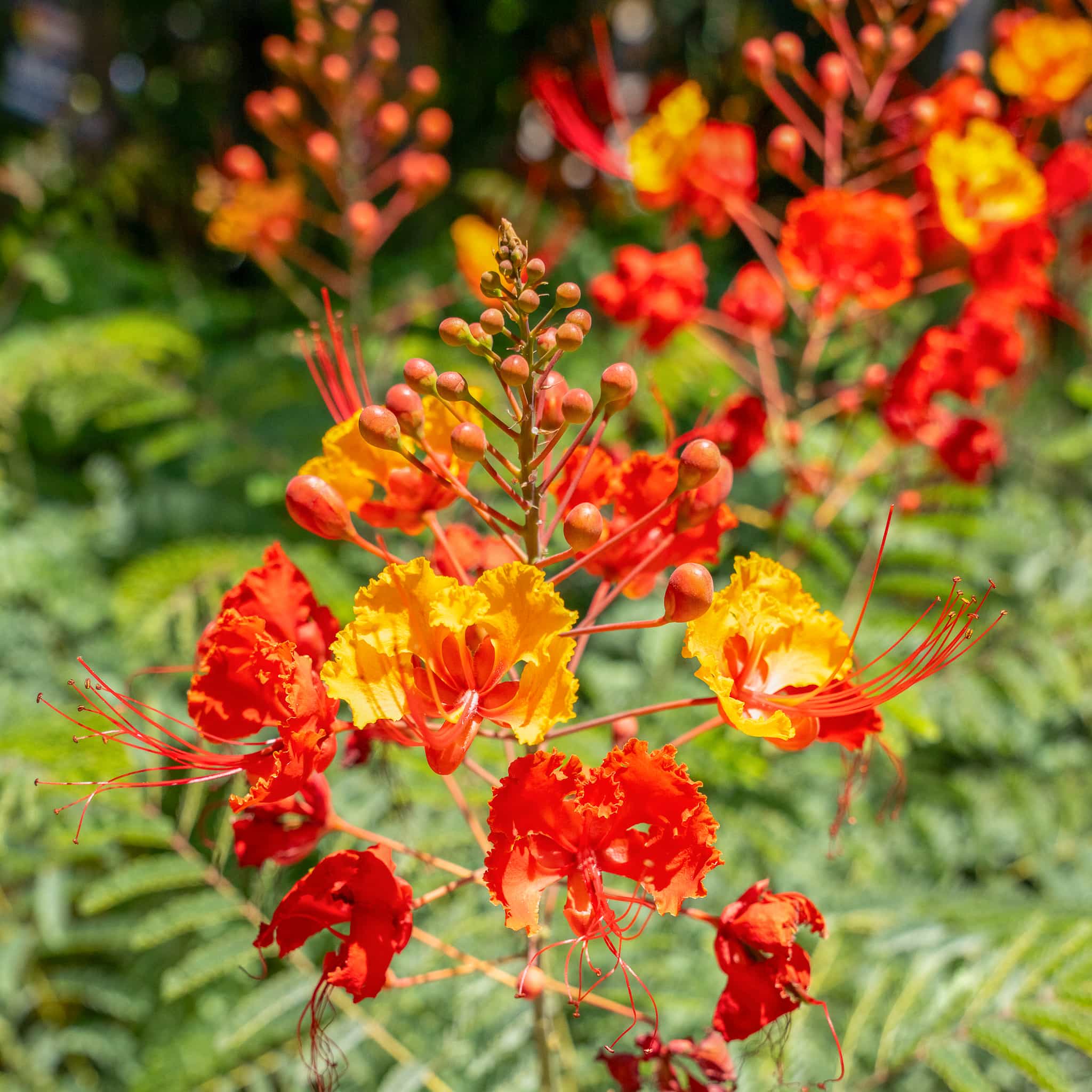 Mexican Birds of Paradise