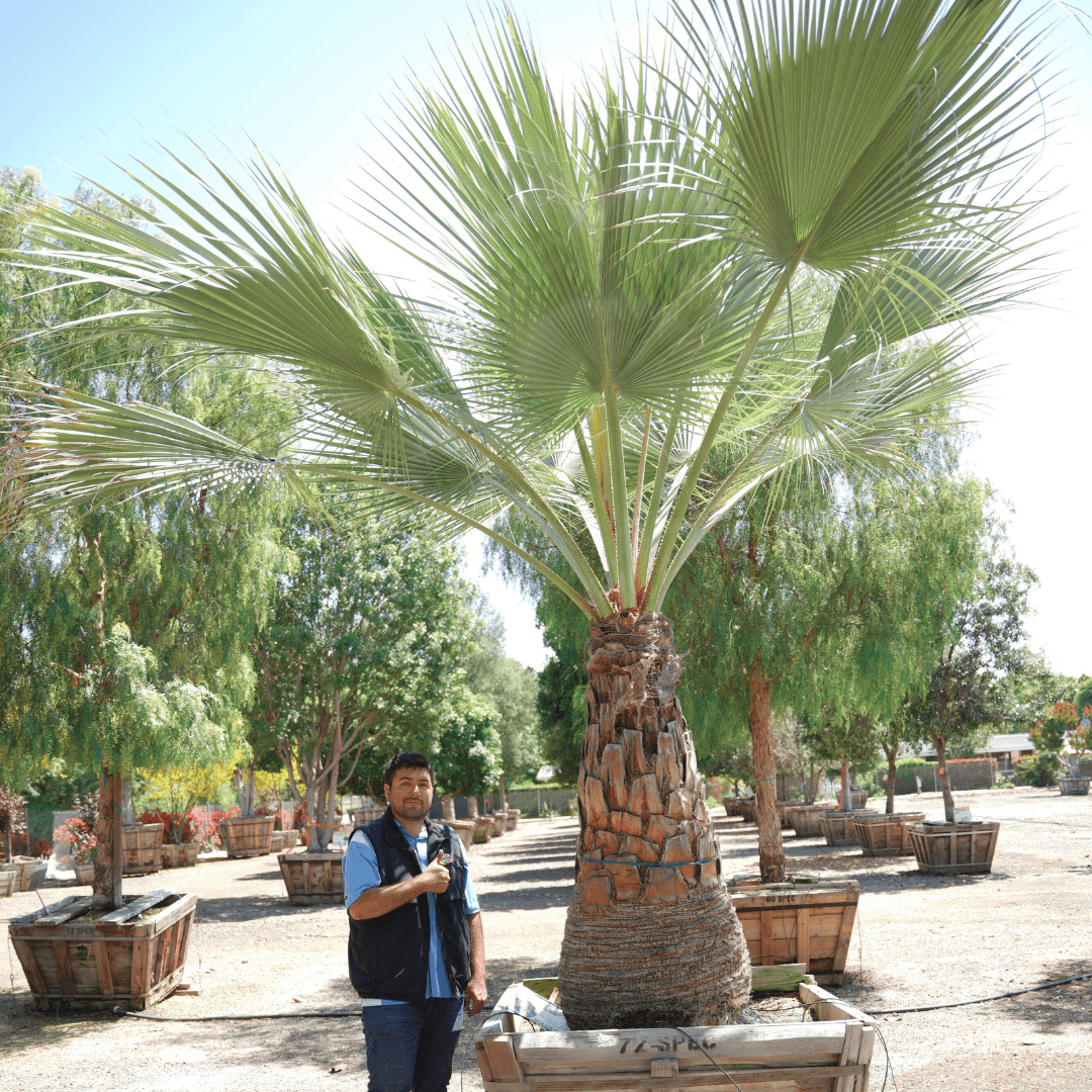 Mexican Blue Fan Palm