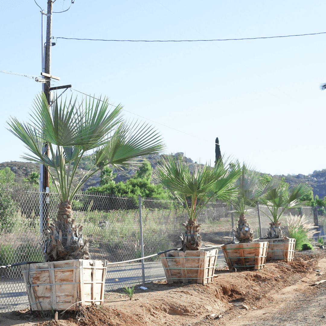 Mexican Blue Fan Palms