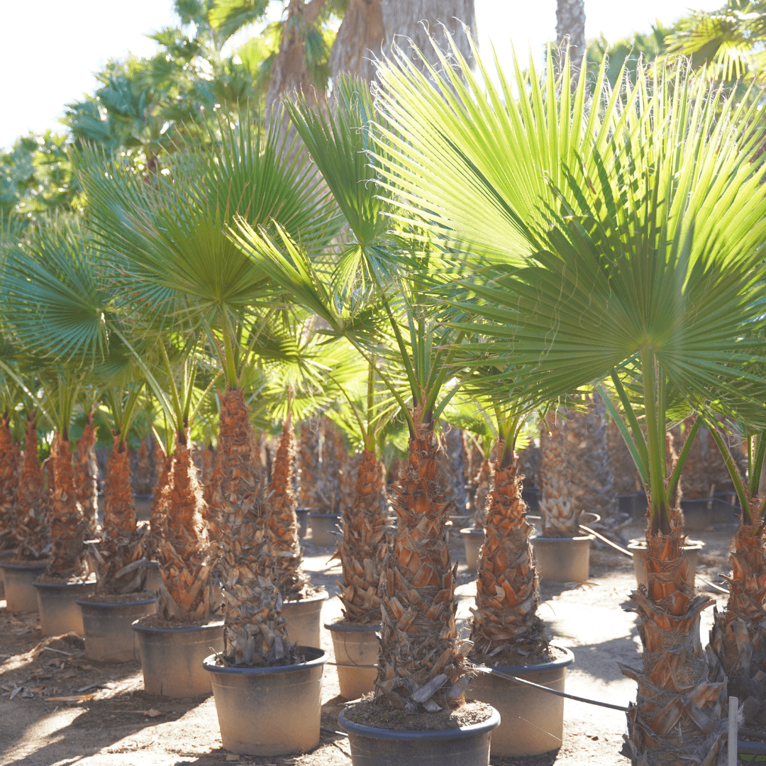 Mexican Fan Palm Trees