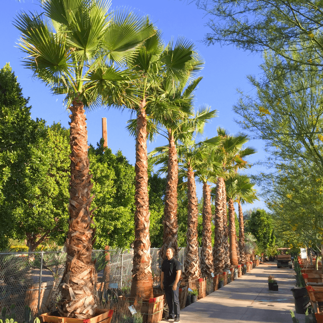 Mexican Fan Palms
