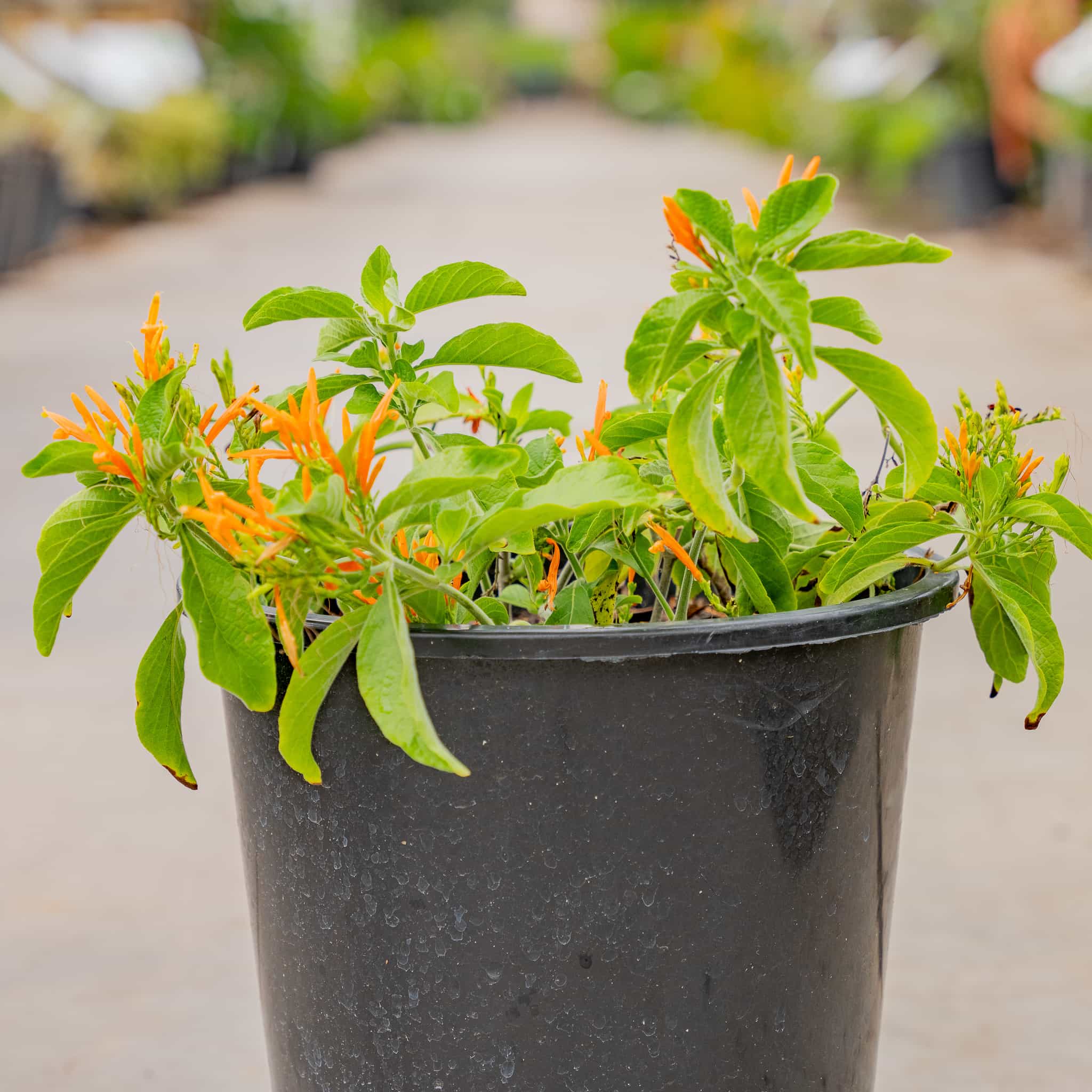 Mexican Honeysuckle