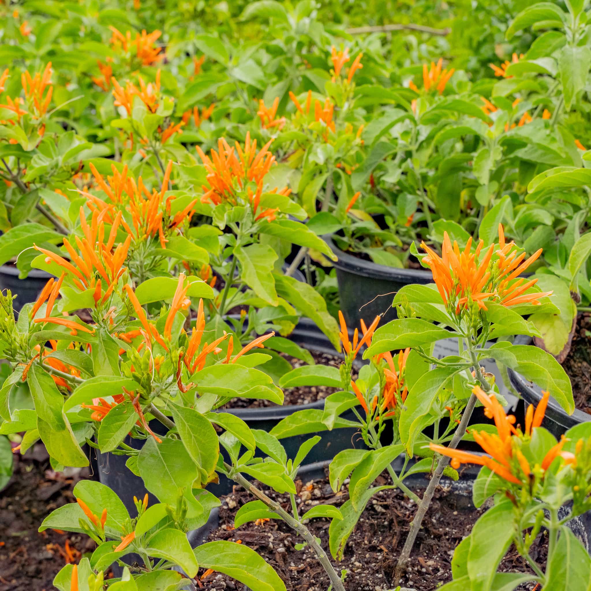 Mexican Honeysuckle