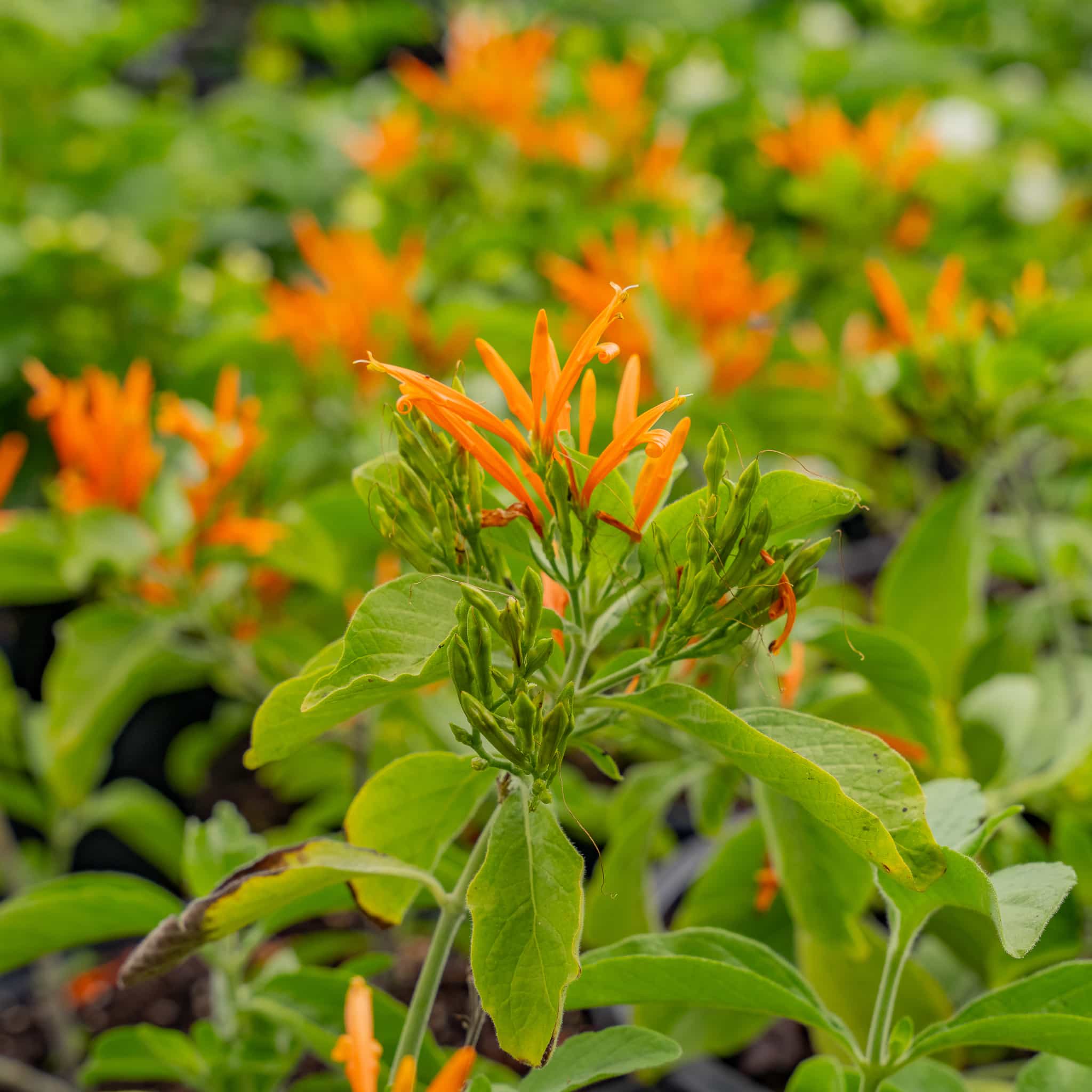 Mexican Honeysuckle