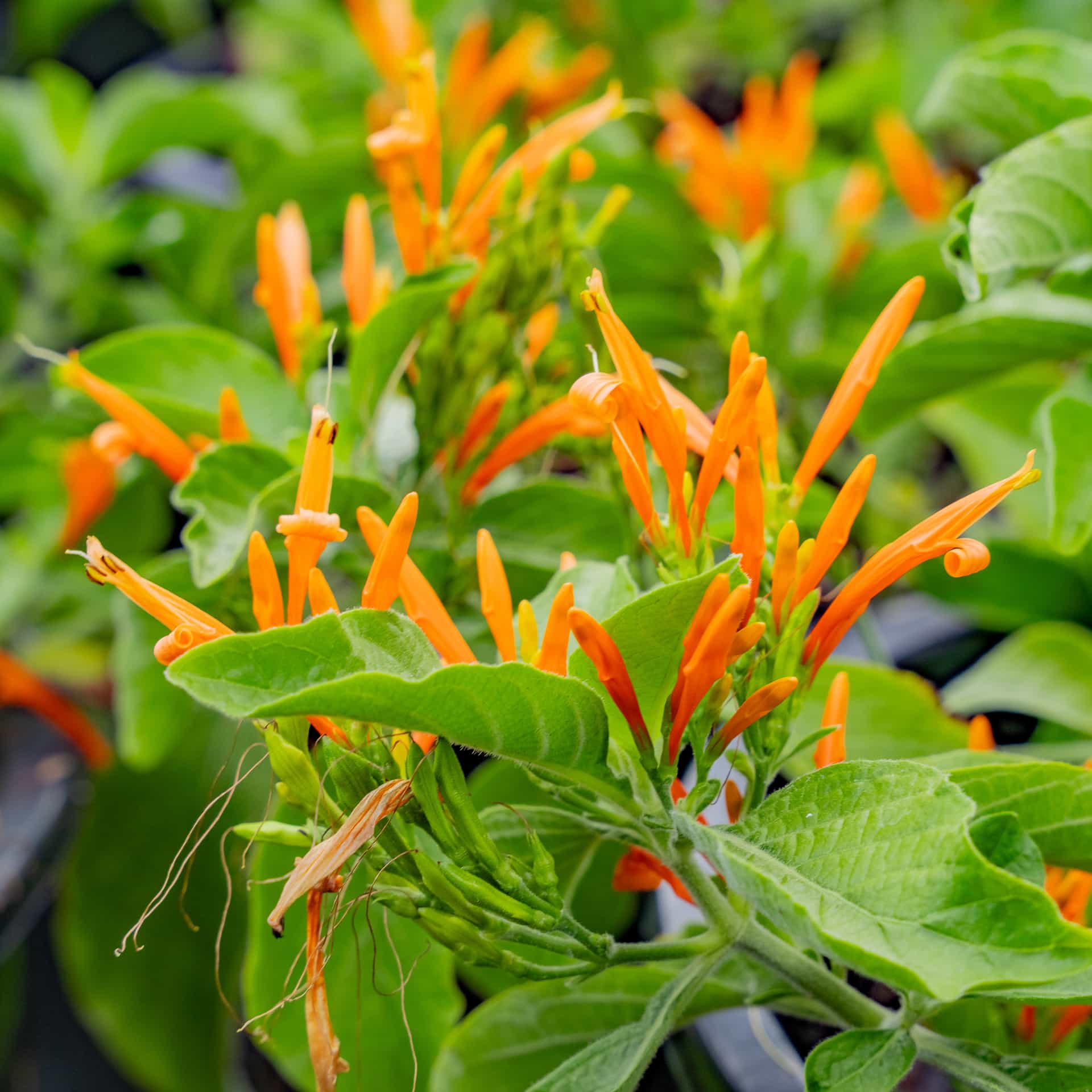 Mexican Honeysuckle