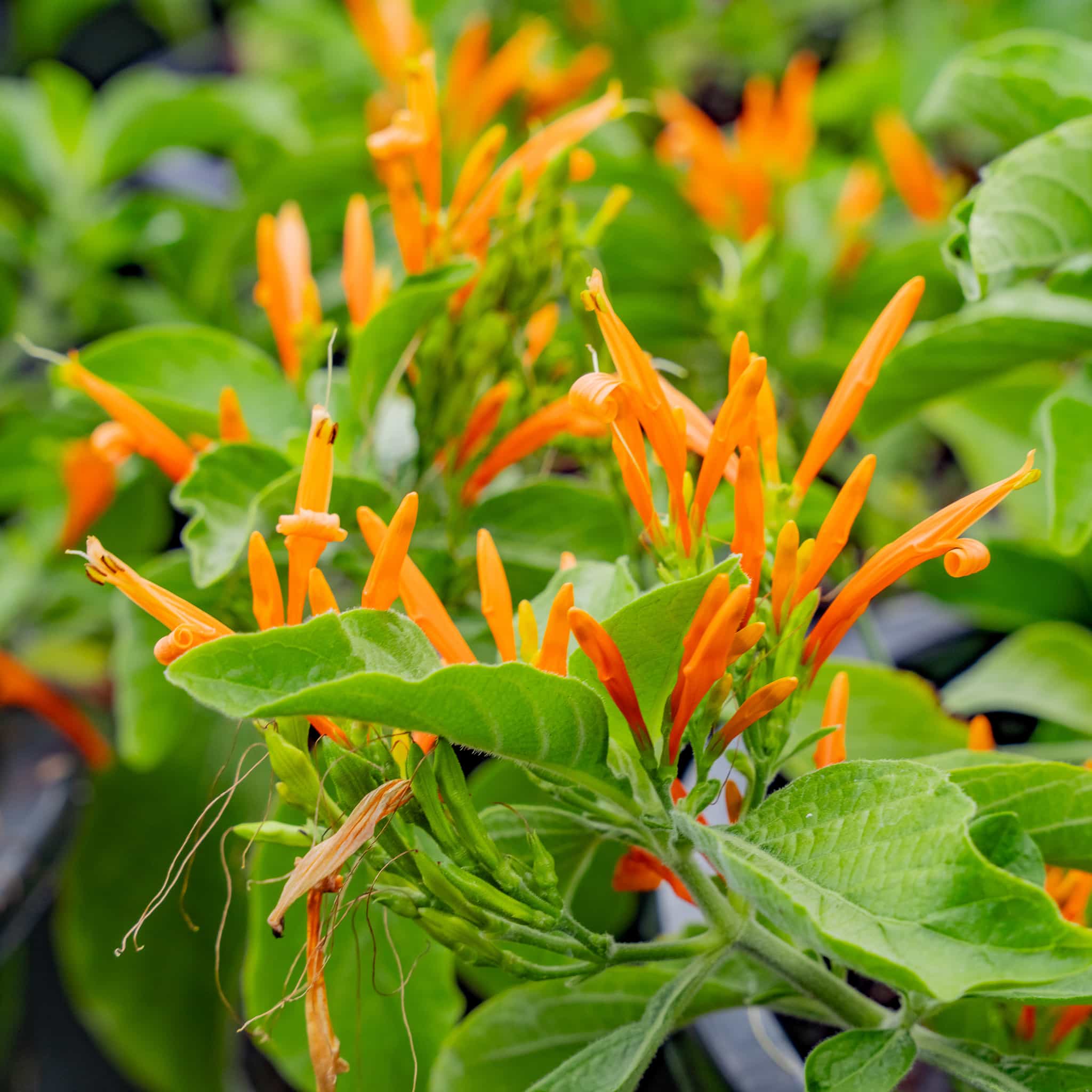 Mexican Honeysuckle