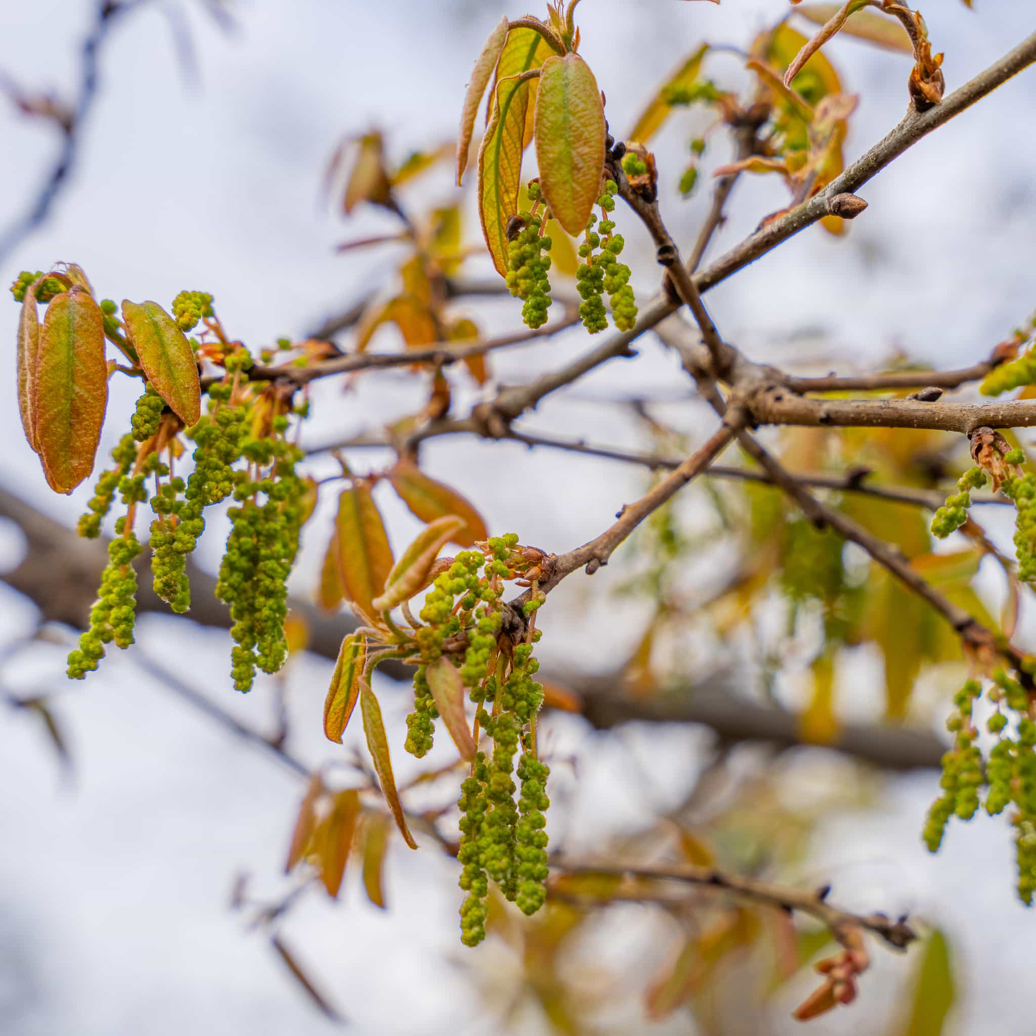 Mexican Oak leaves