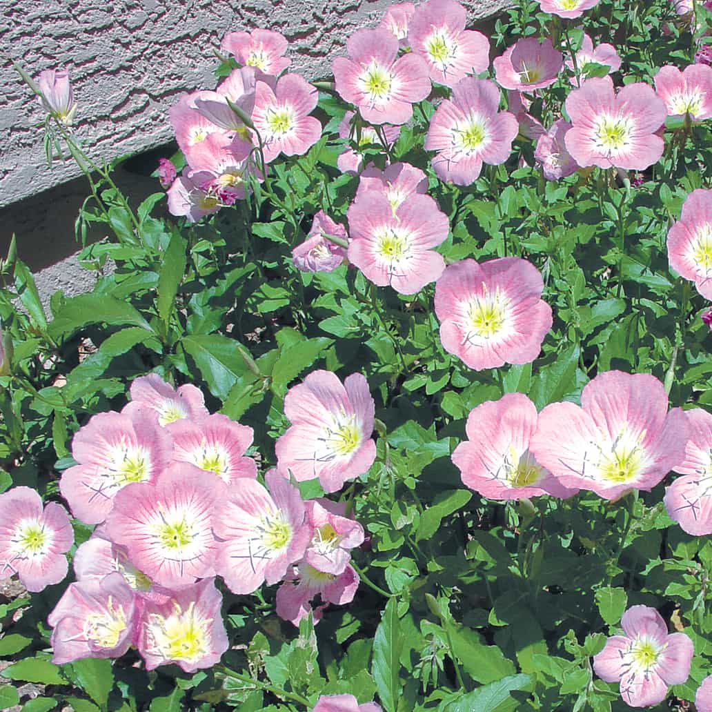 Mexican Primrose