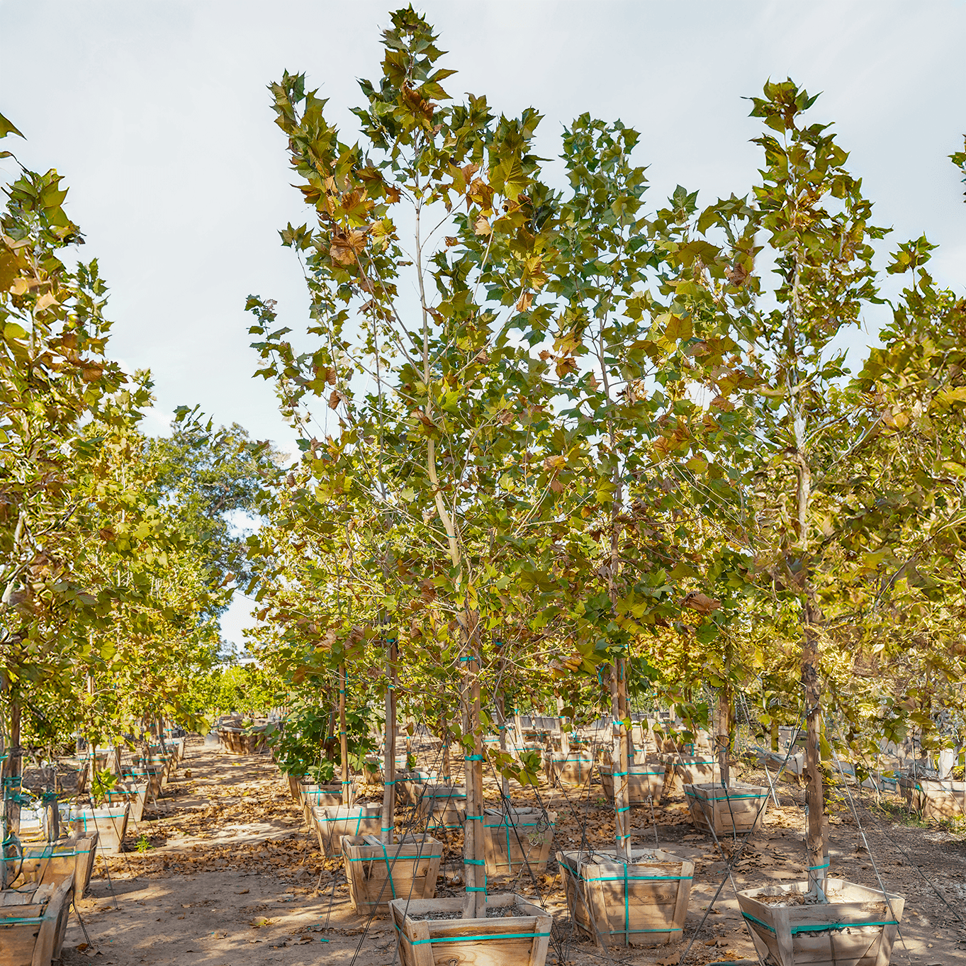 Mexican Sycamore