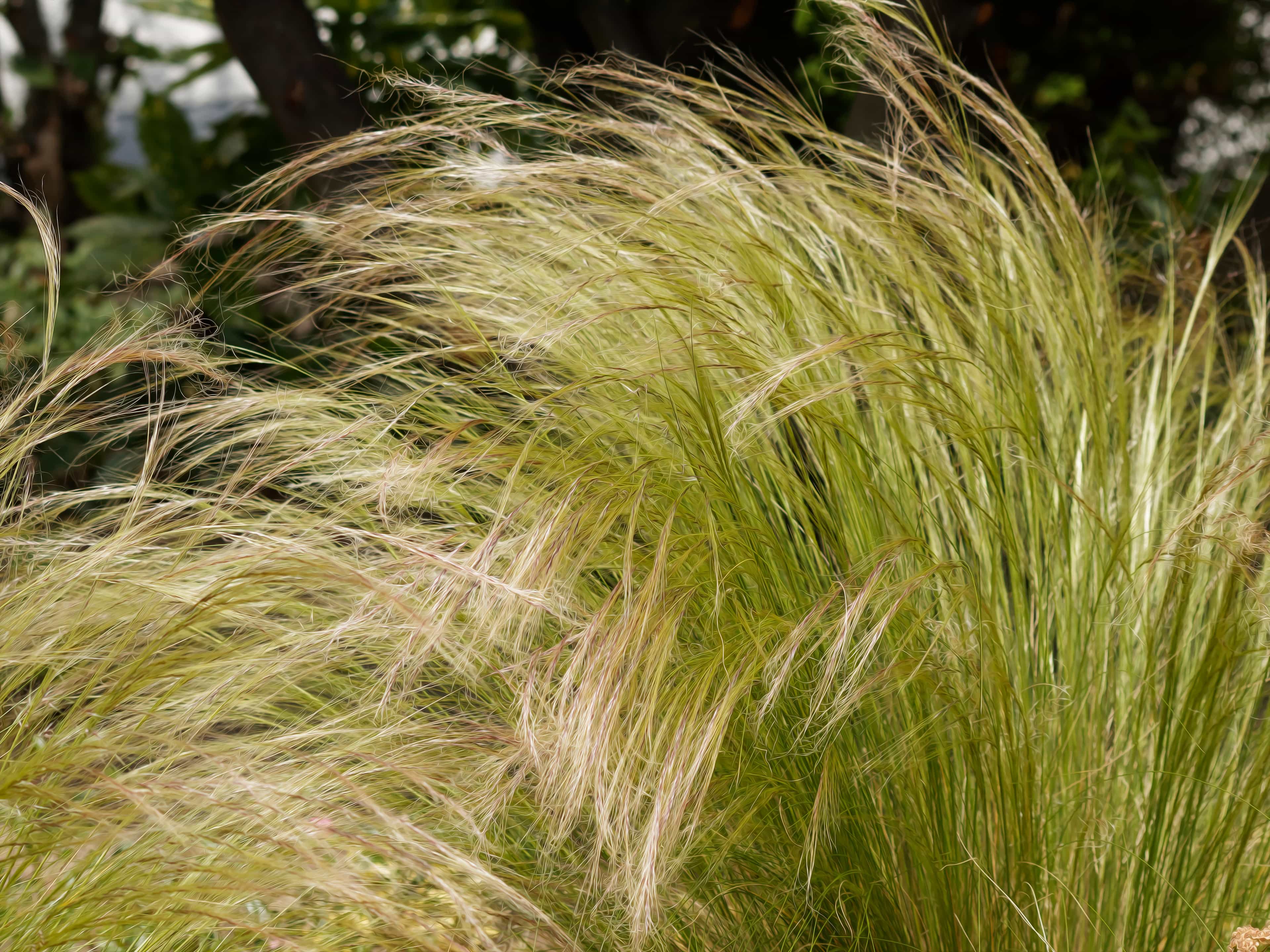 Dense Mexican Feathergrass