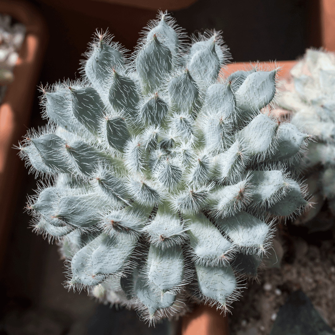 Mexican Fire Cracker Plant Potted