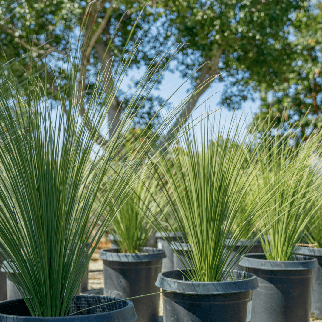 Multiple Beautiful Mexican Grass Trees Potted