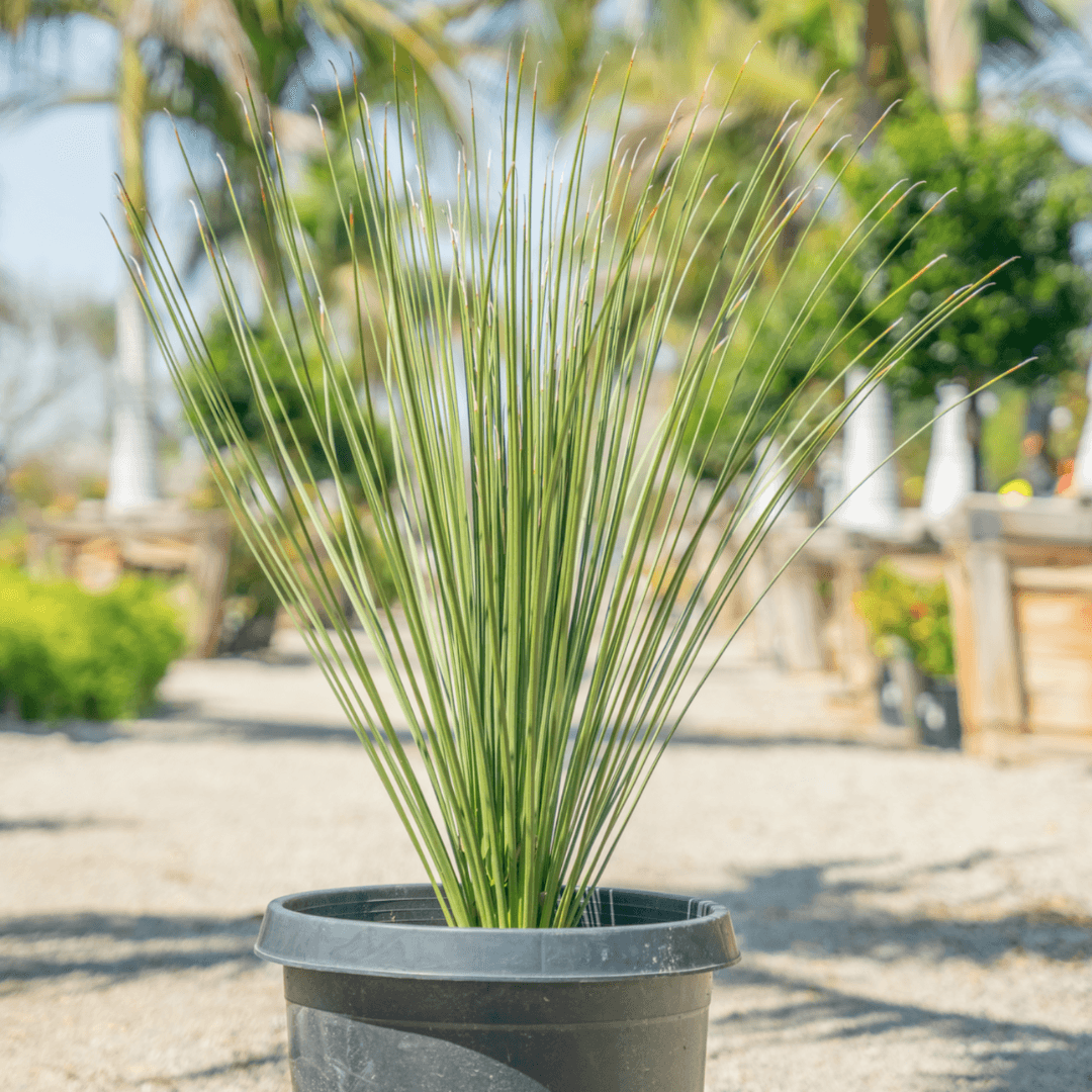 Beautiful Mexican Grass Tree Potted