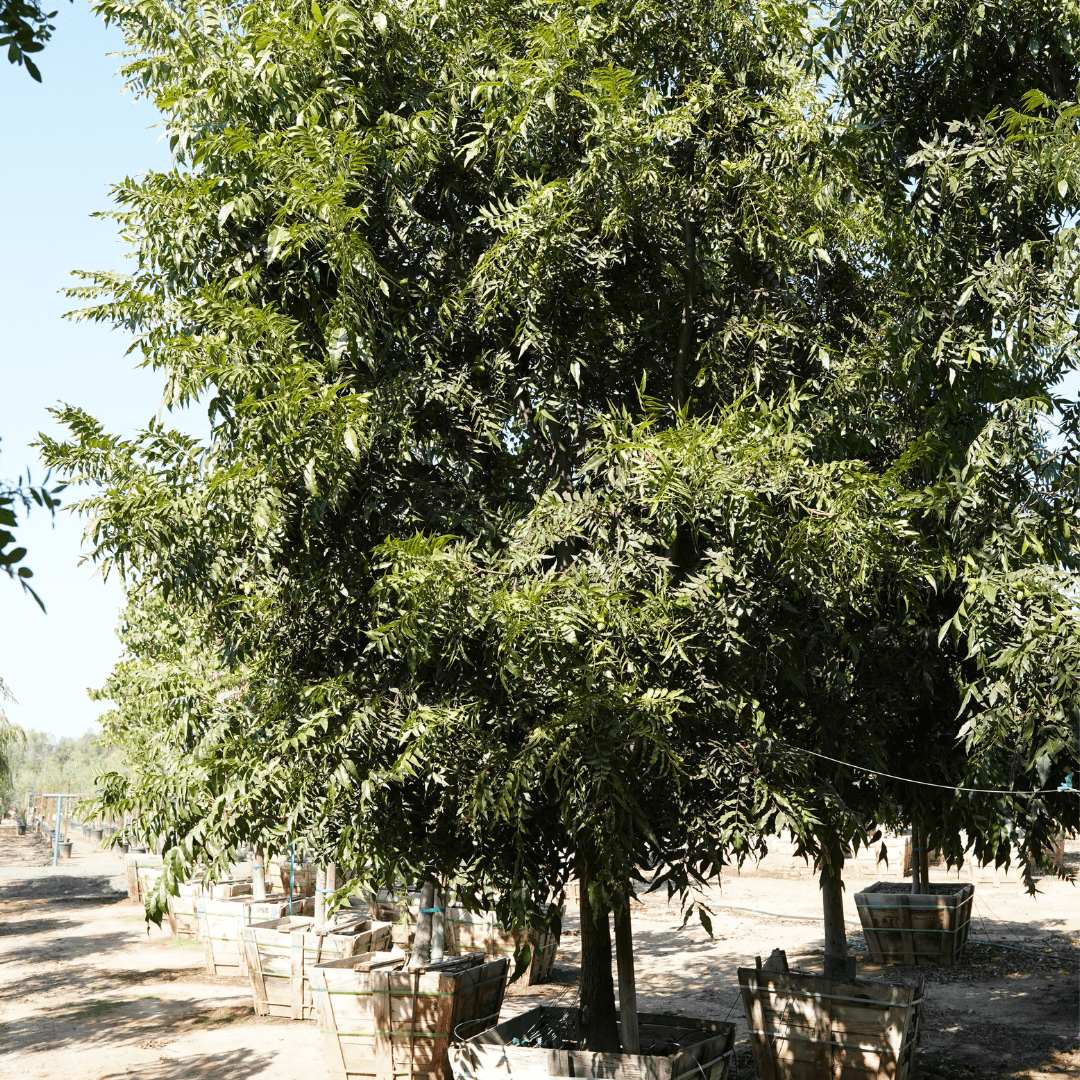 Large Mature Mexican Pecan Schley Tree In Nursery Aisle