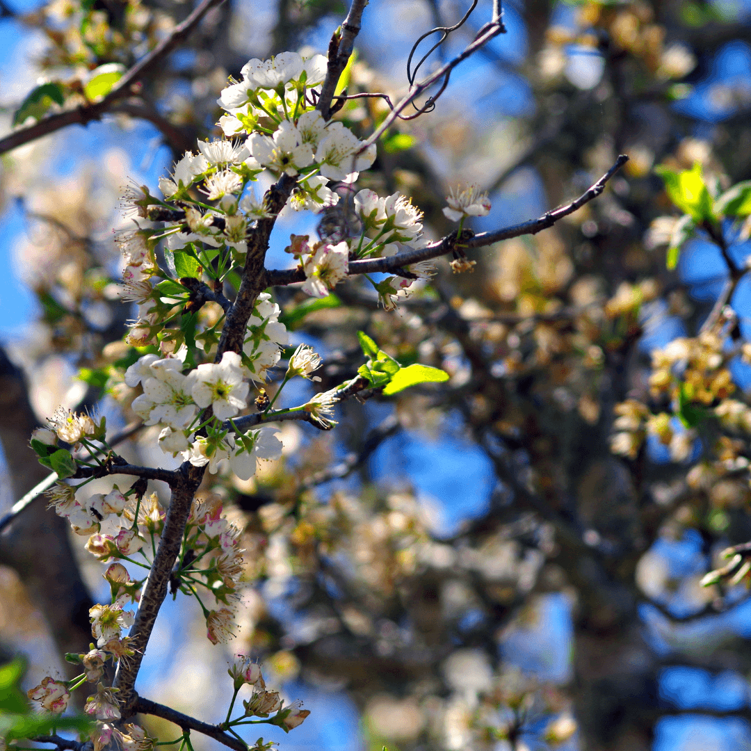 Mature Beautiful Blooming Mexican Plum Tree With White Flowers