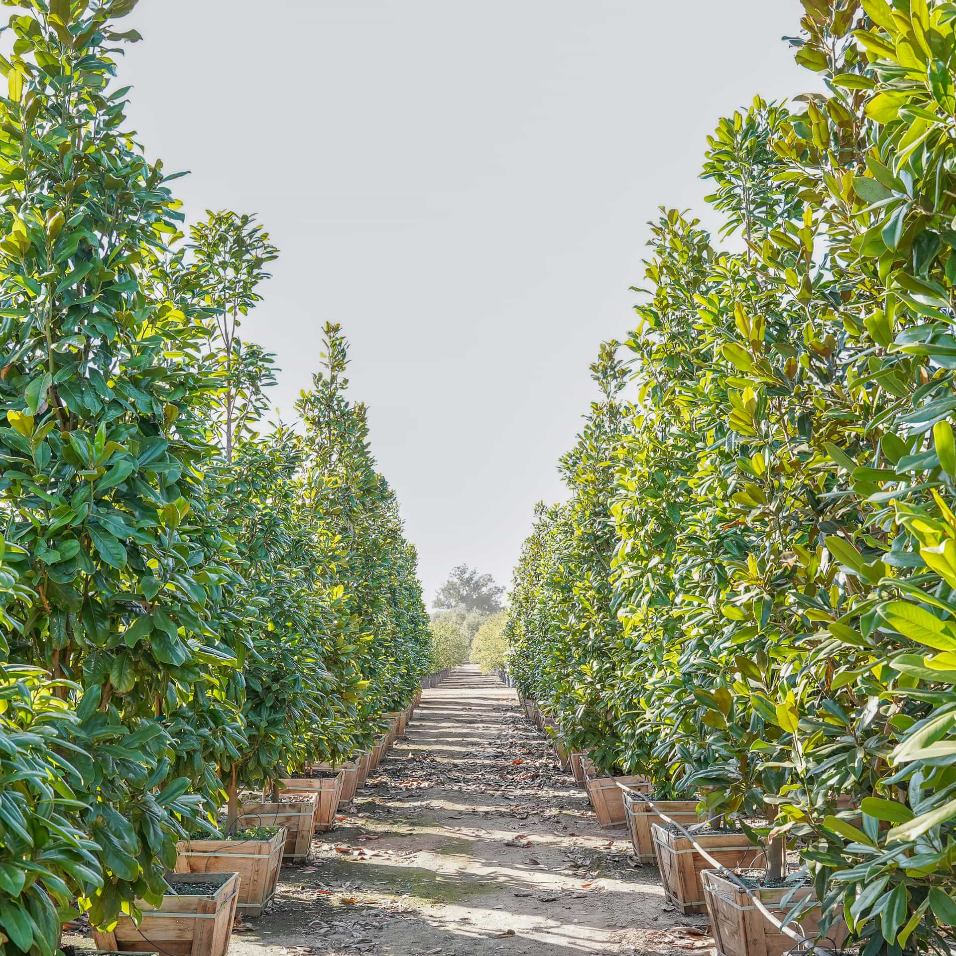 Greenback magnolia row