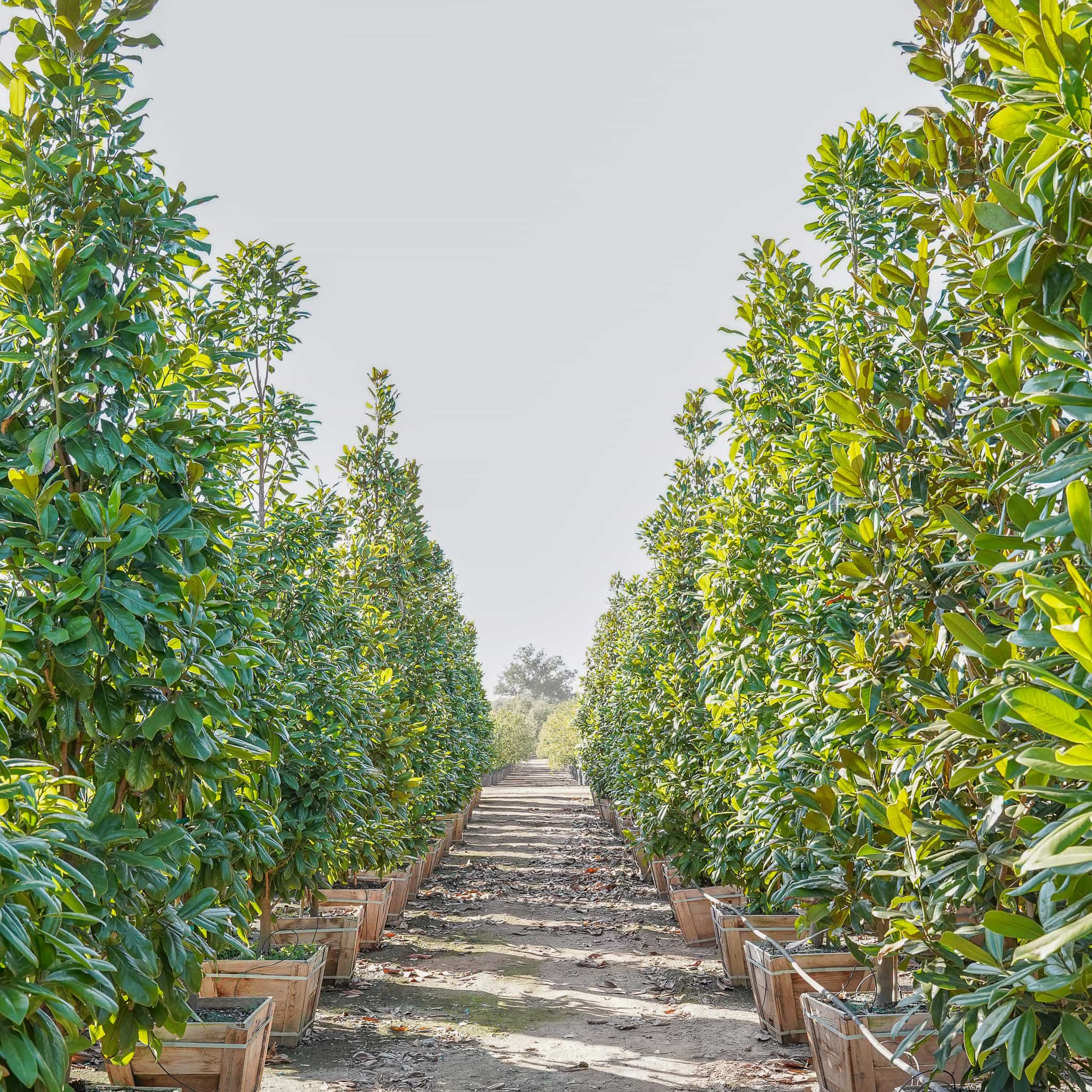 Greenback magnolia row