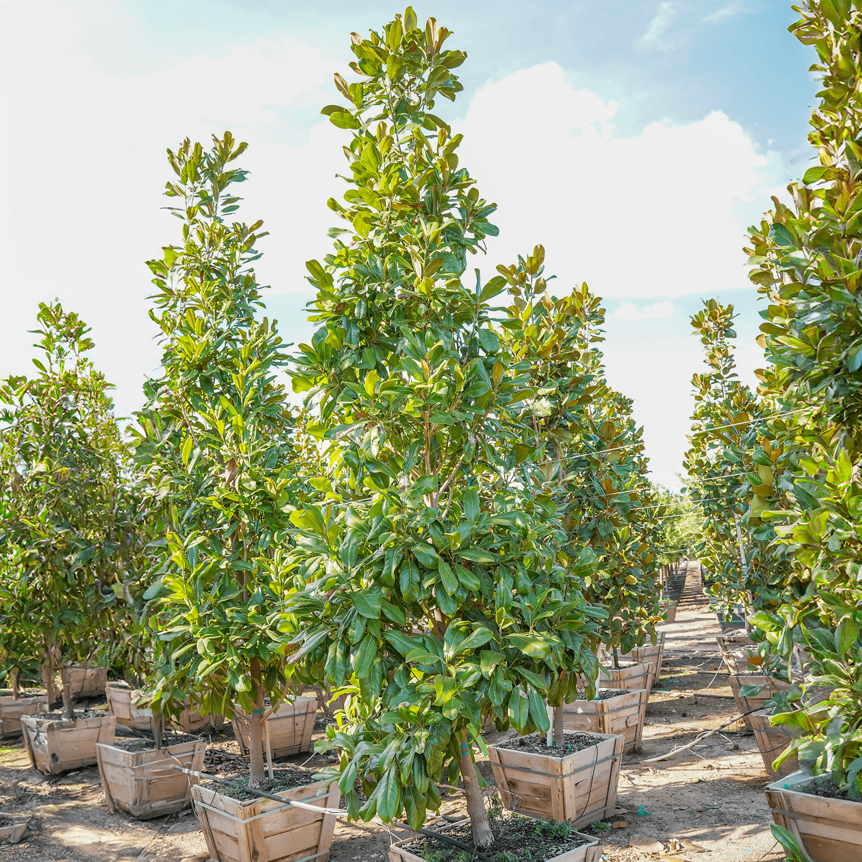 Greenback magnolia