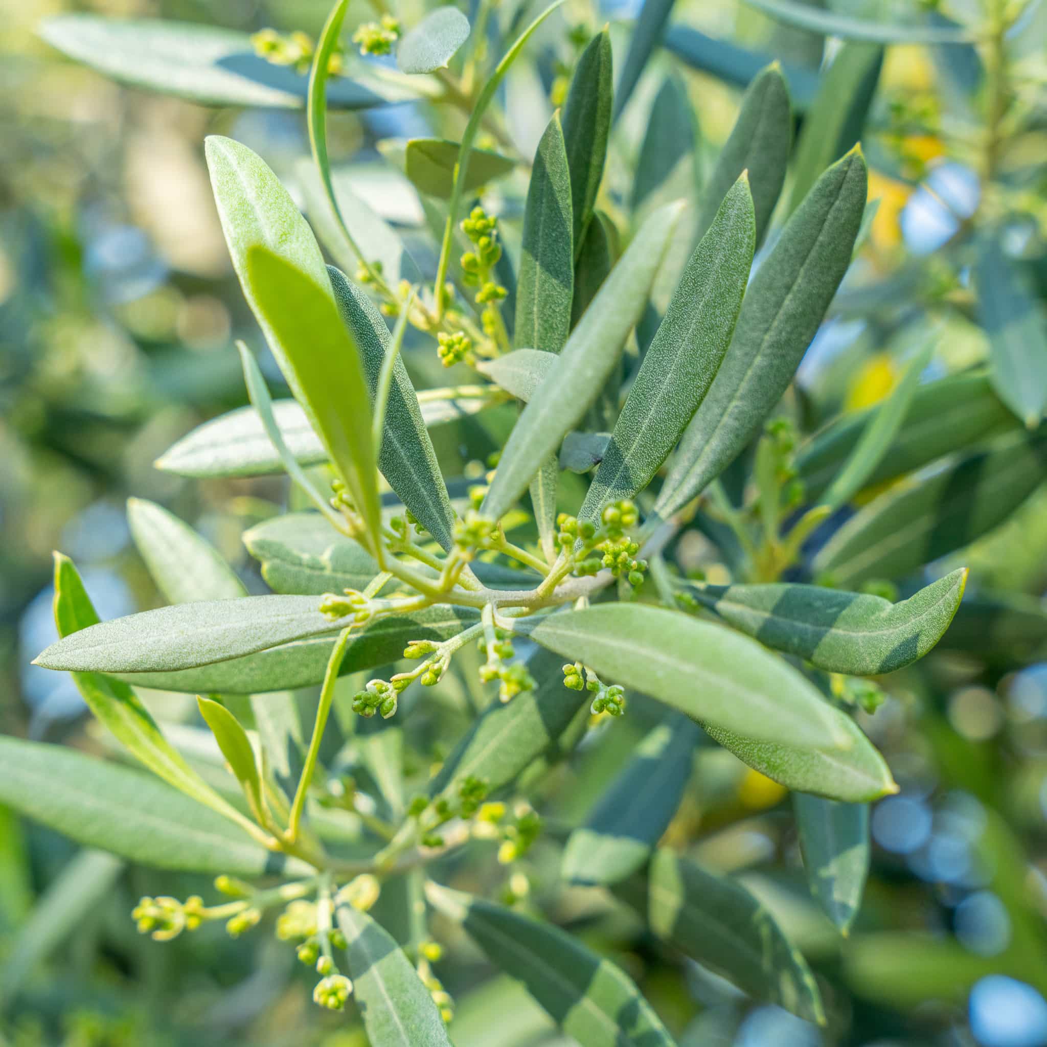Mission Olive
