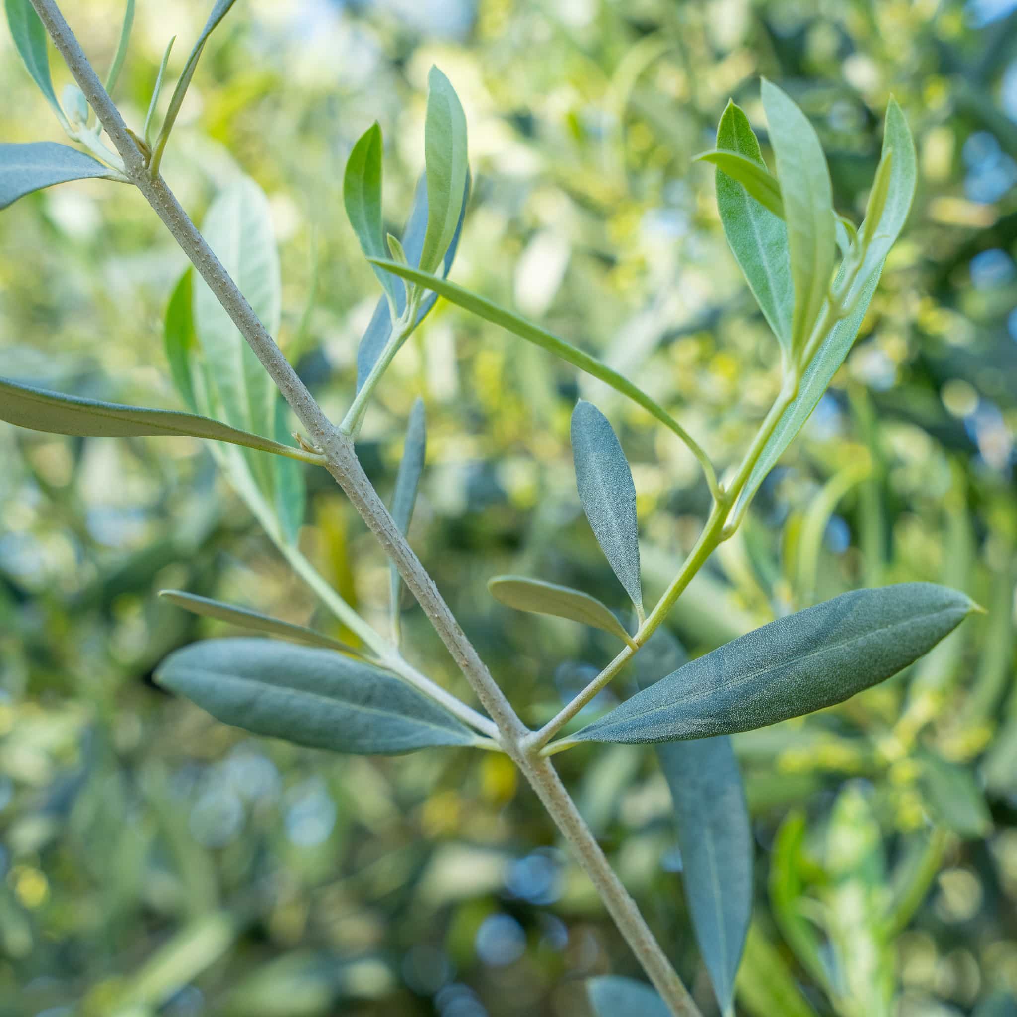 Mission Olive