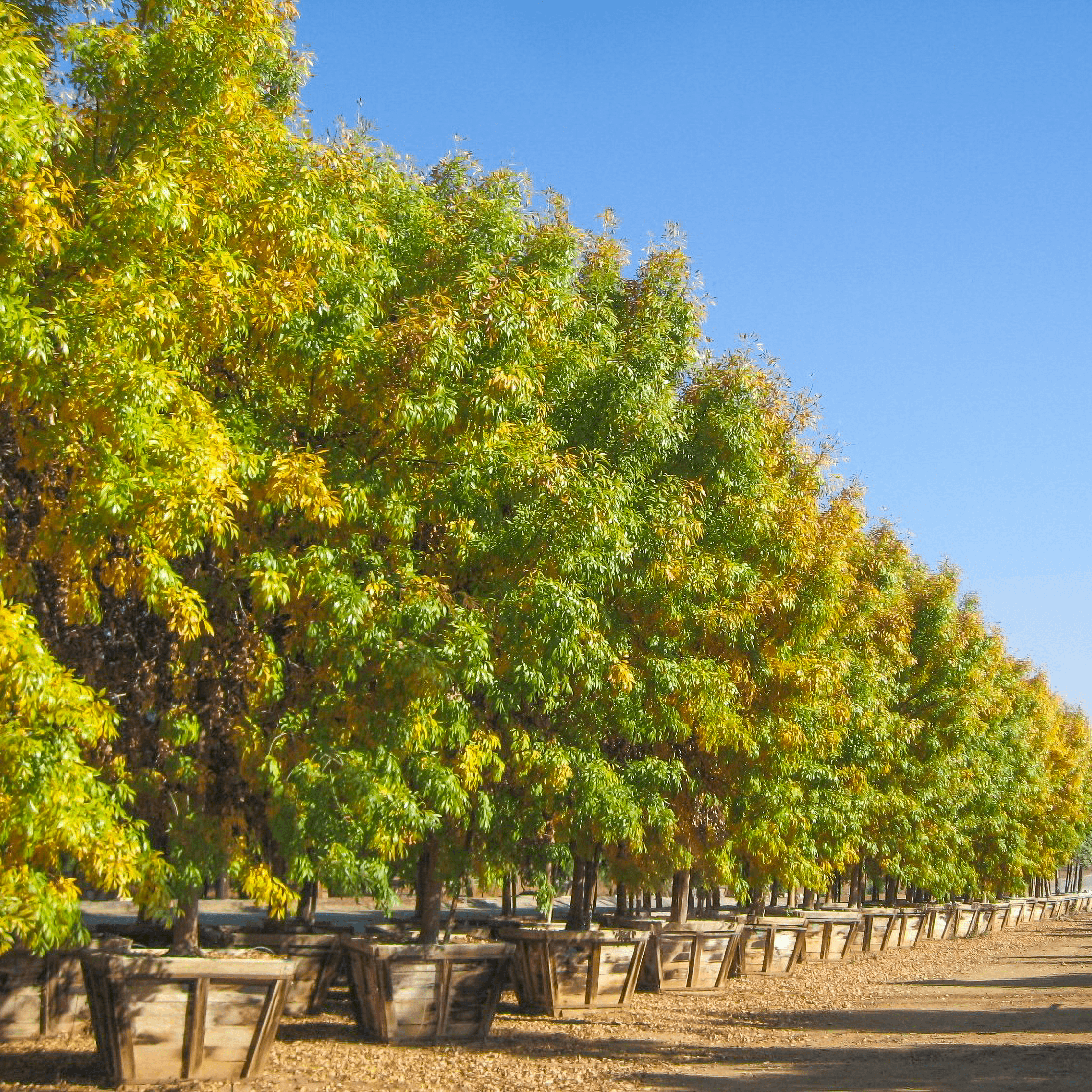 Modesto Ash Fall color