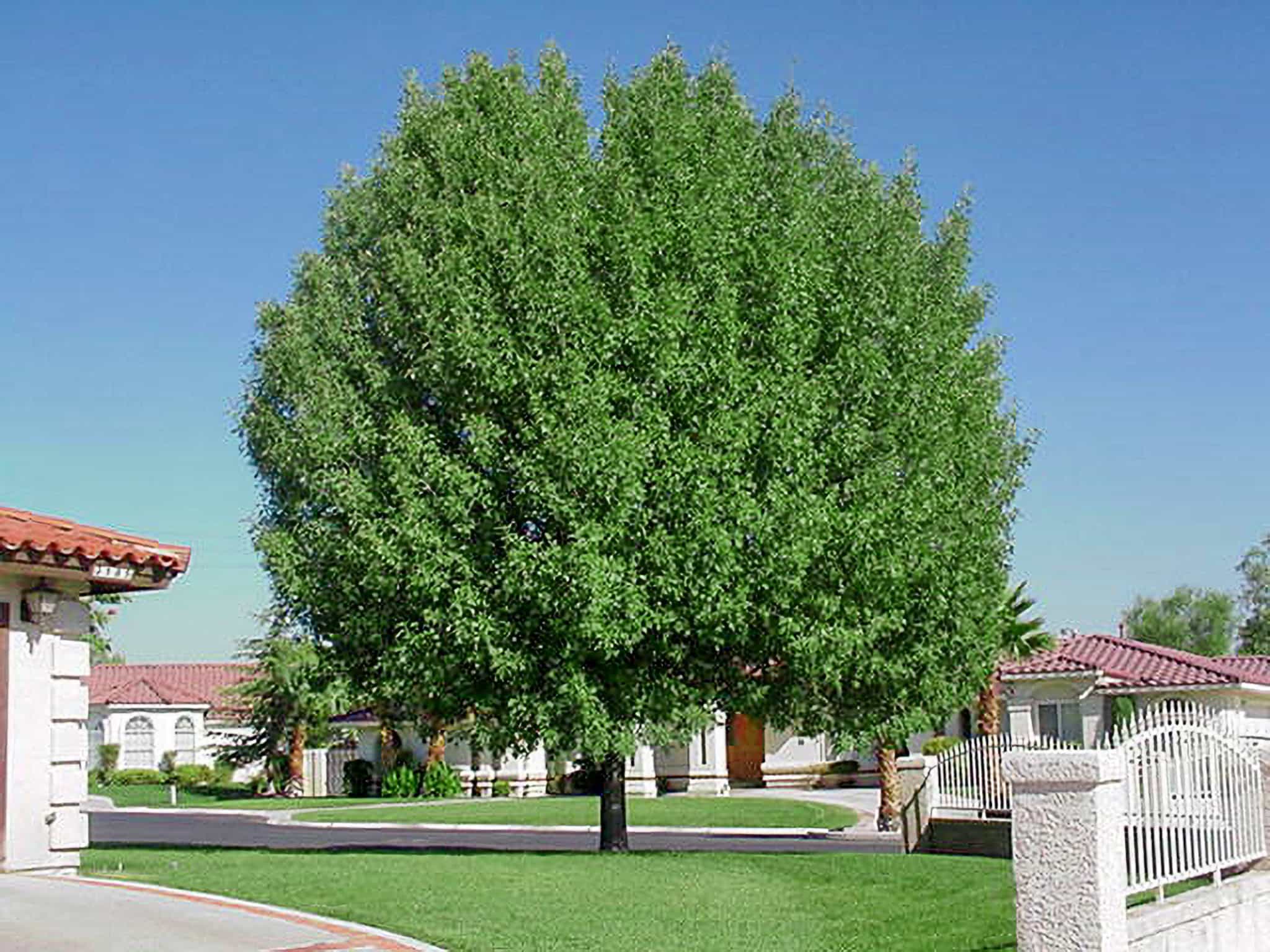 Modesto Ash Specimen Tree in Yard