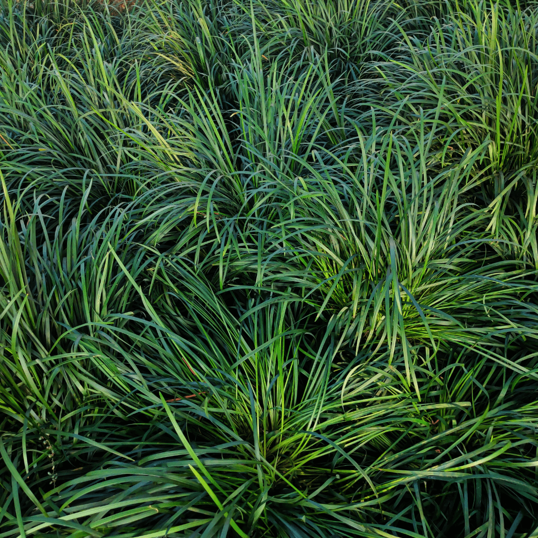 Dense Green Mondo Grass Plant