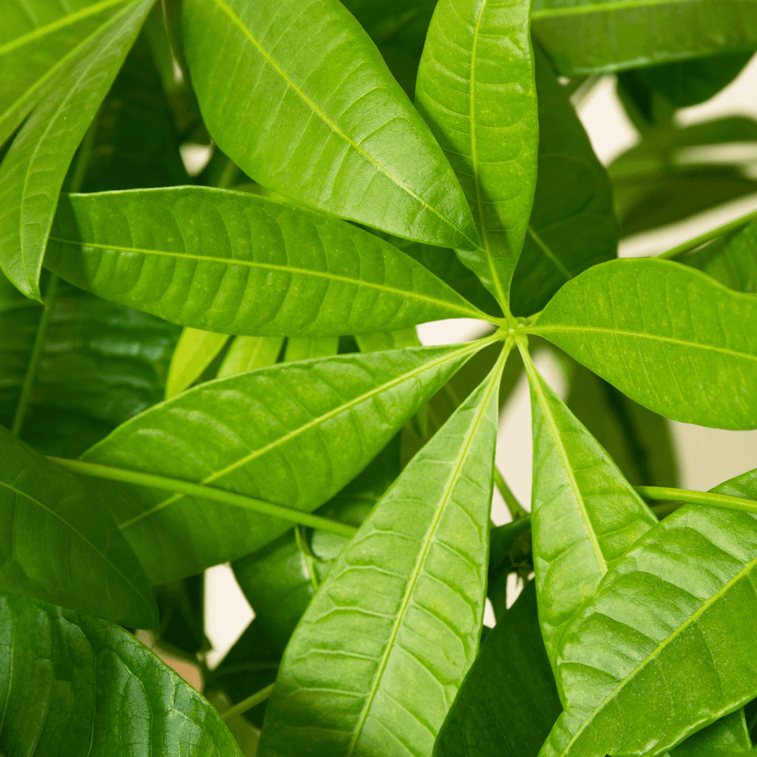 Green Money Tree Potted Indoors