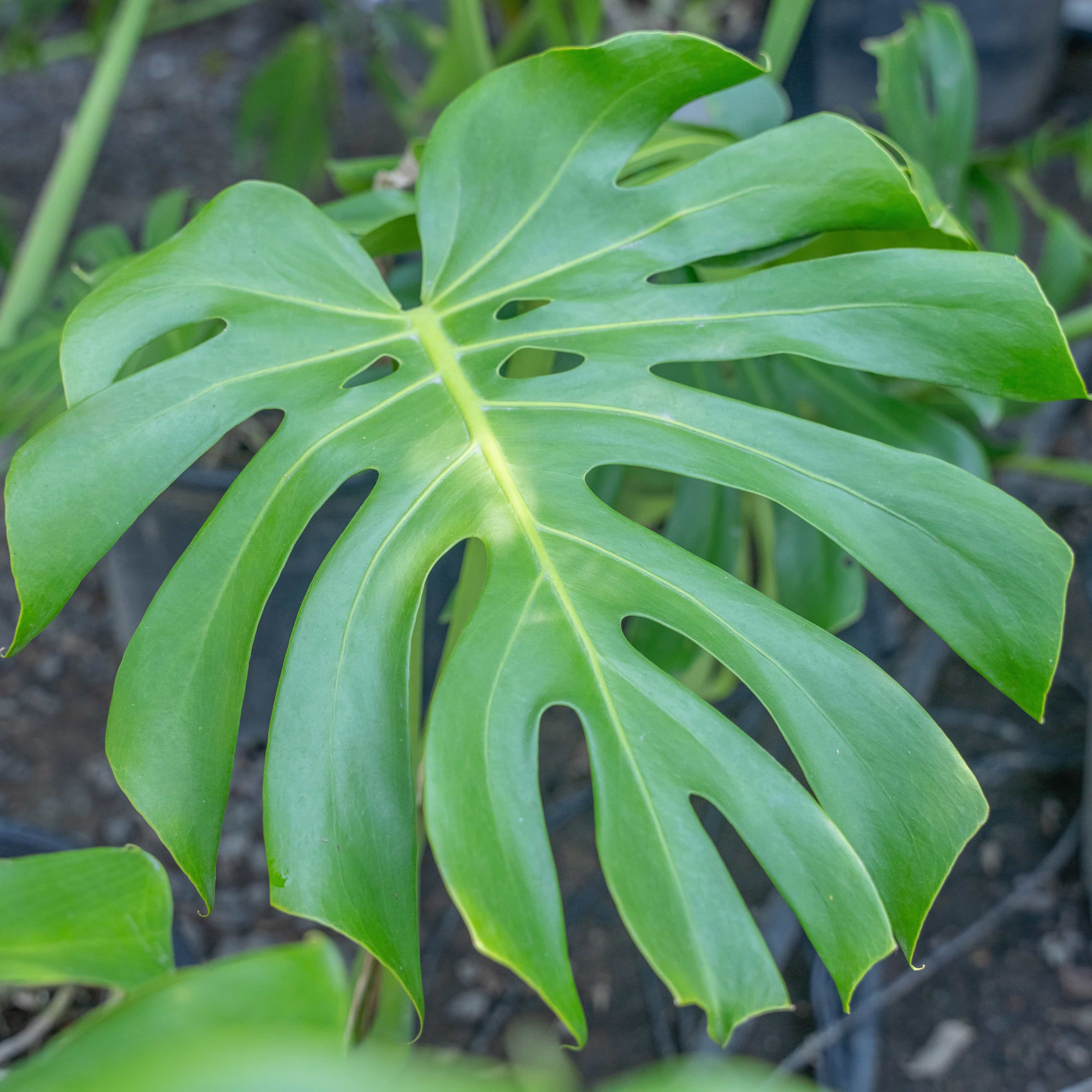 Monstera