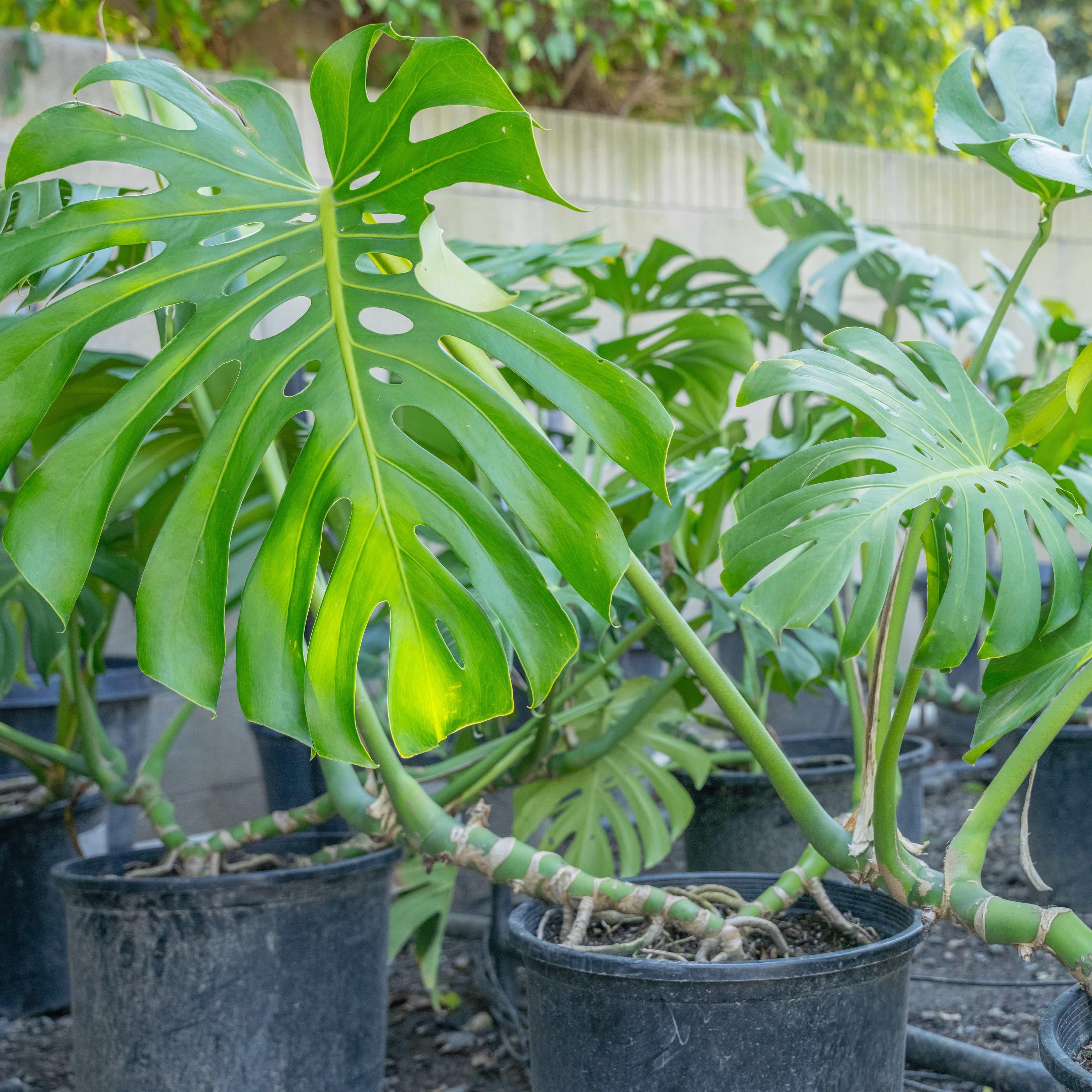 Monstera