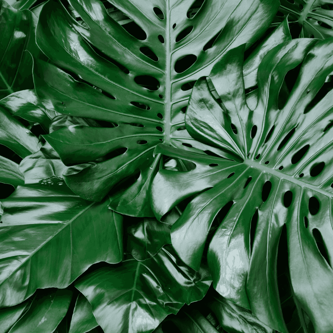 Potted Indoor Monstera Plant