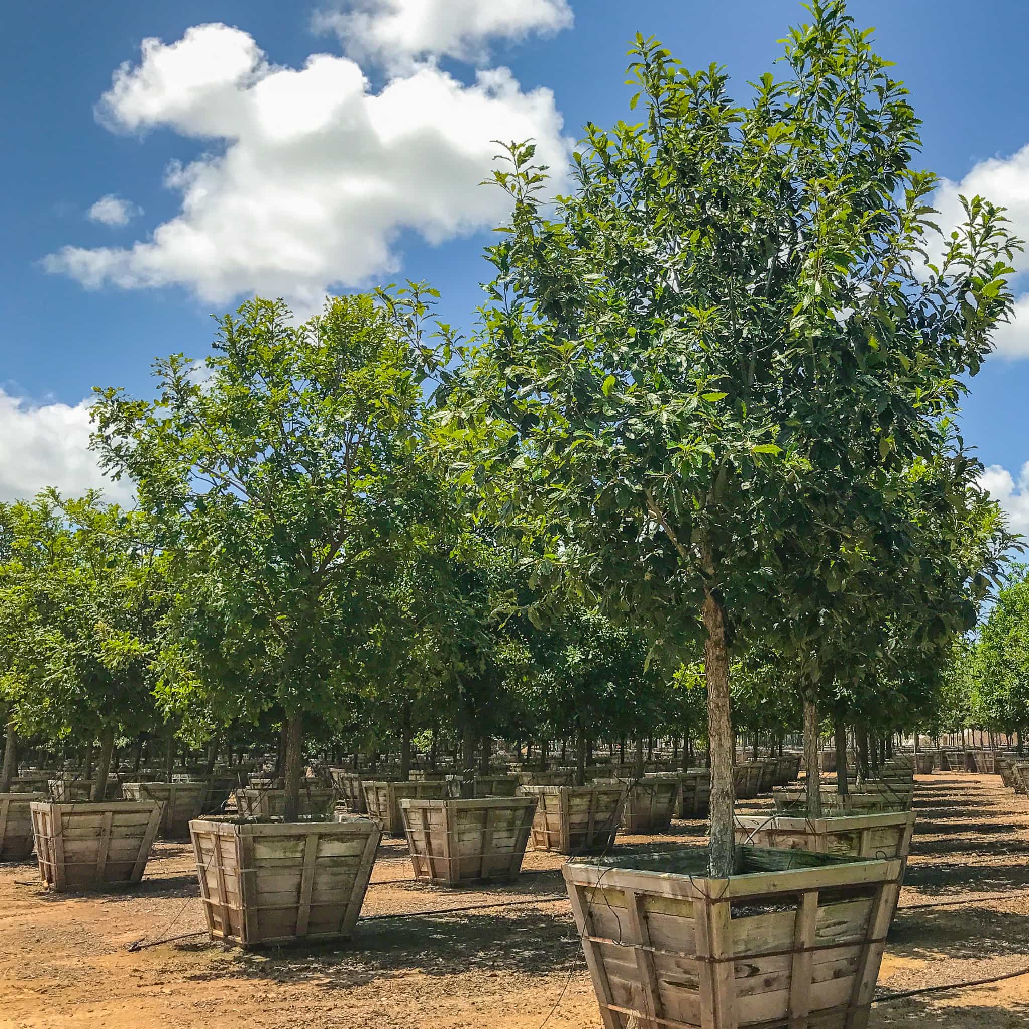 Mexican White Oak row
