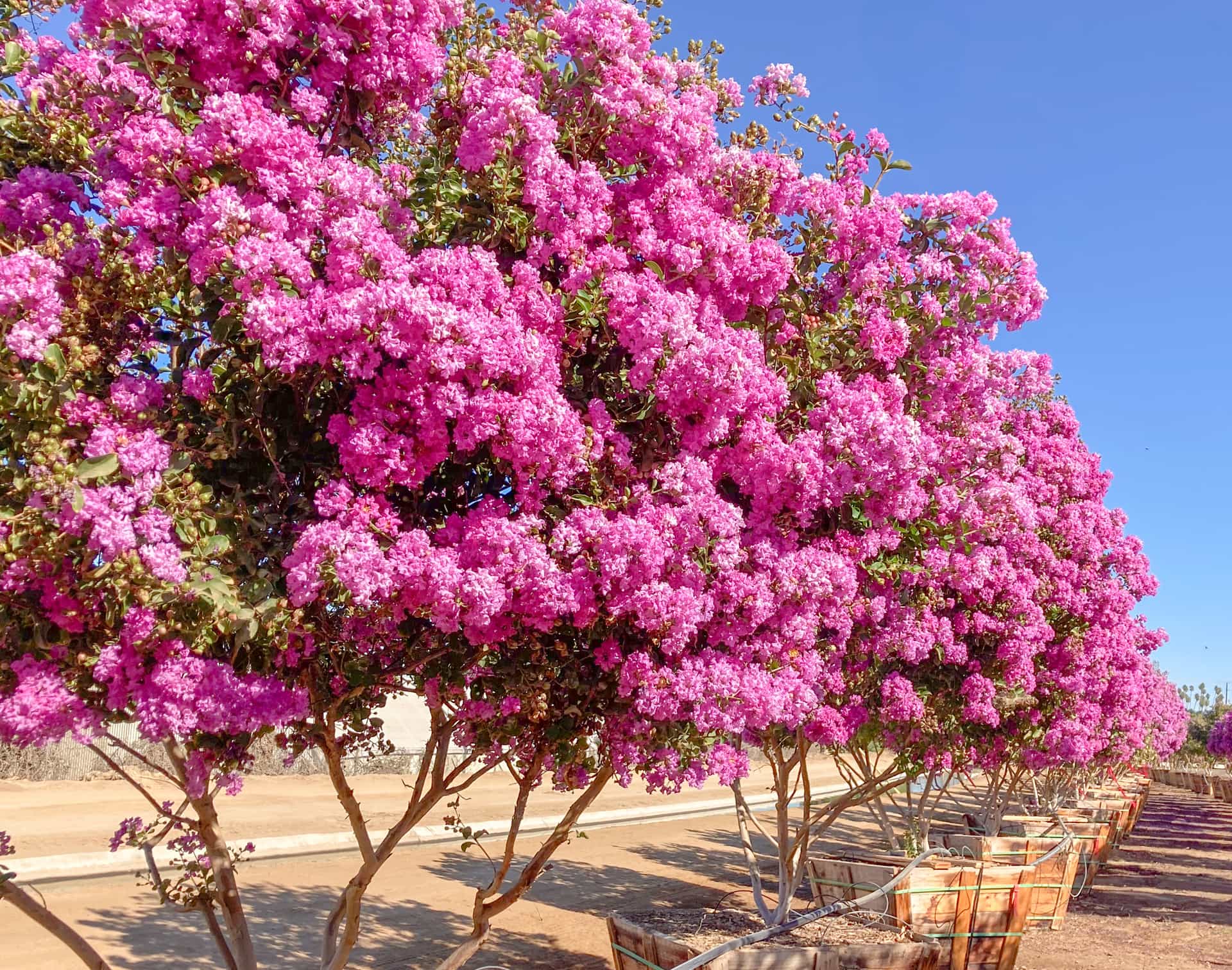 Moon Valley Nurseries Crape Myrtle