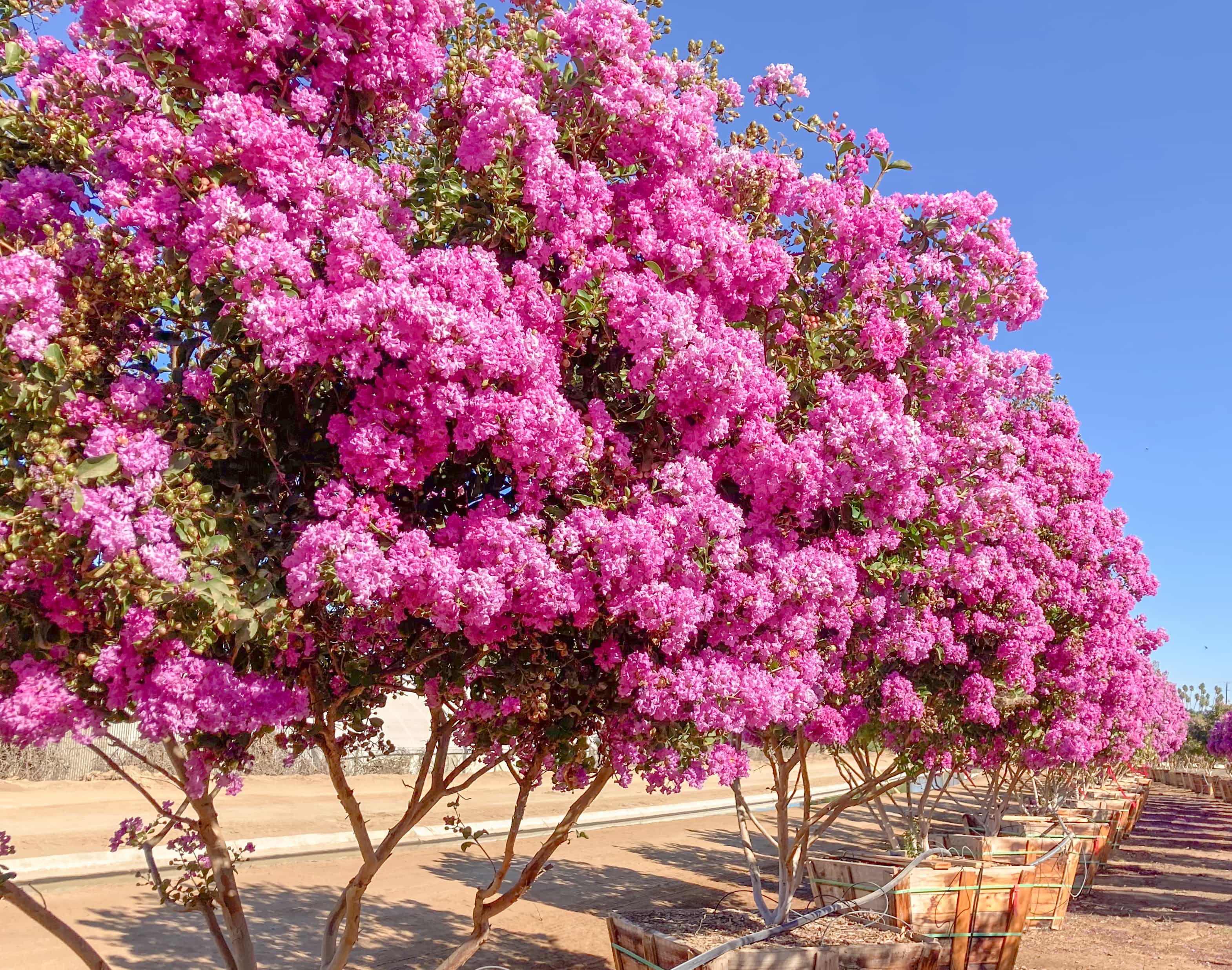 Moon Valley Nurseries Crape Myrtle