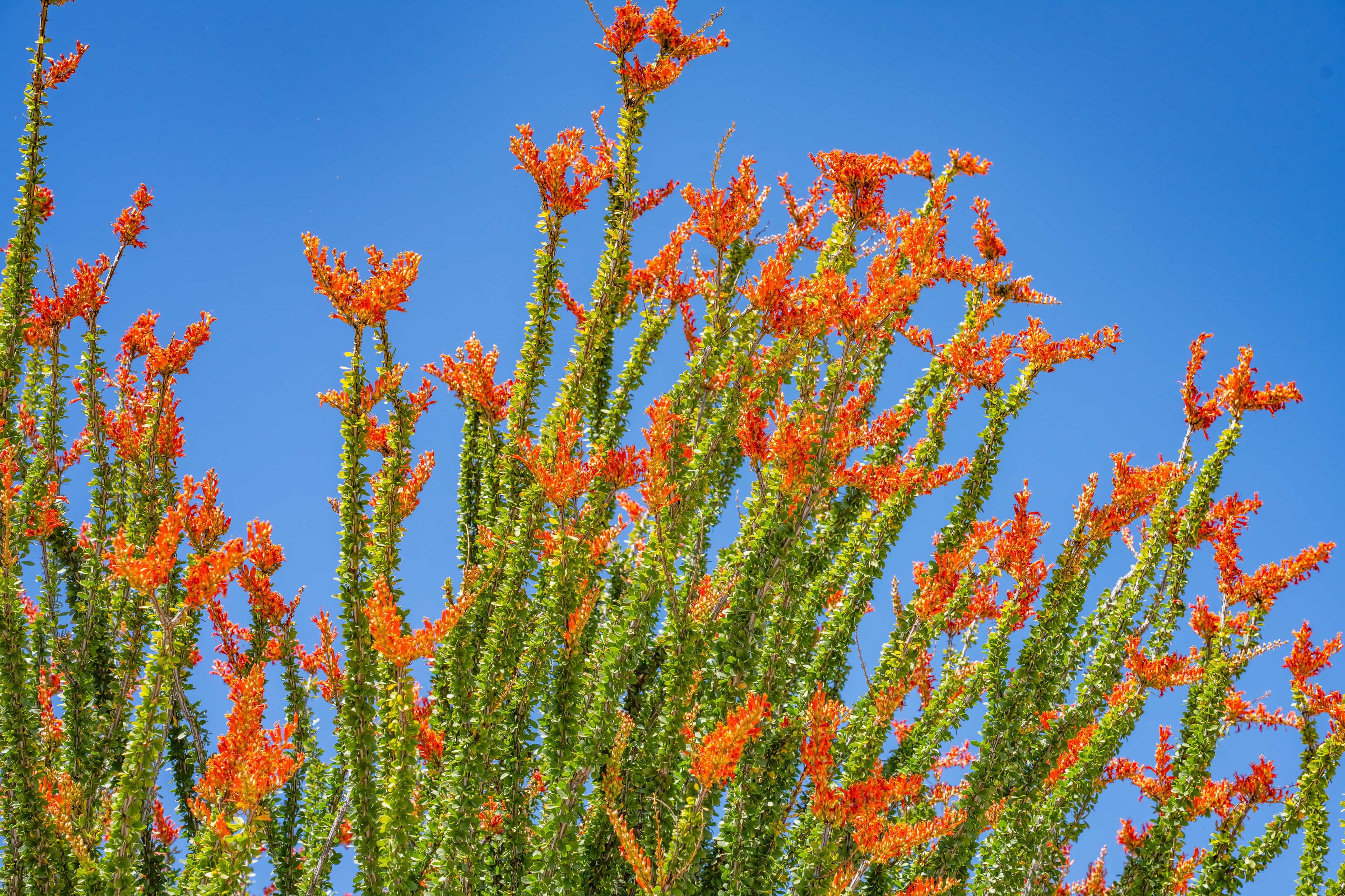 Moon Valley Nurseries Flowering Ocotillo