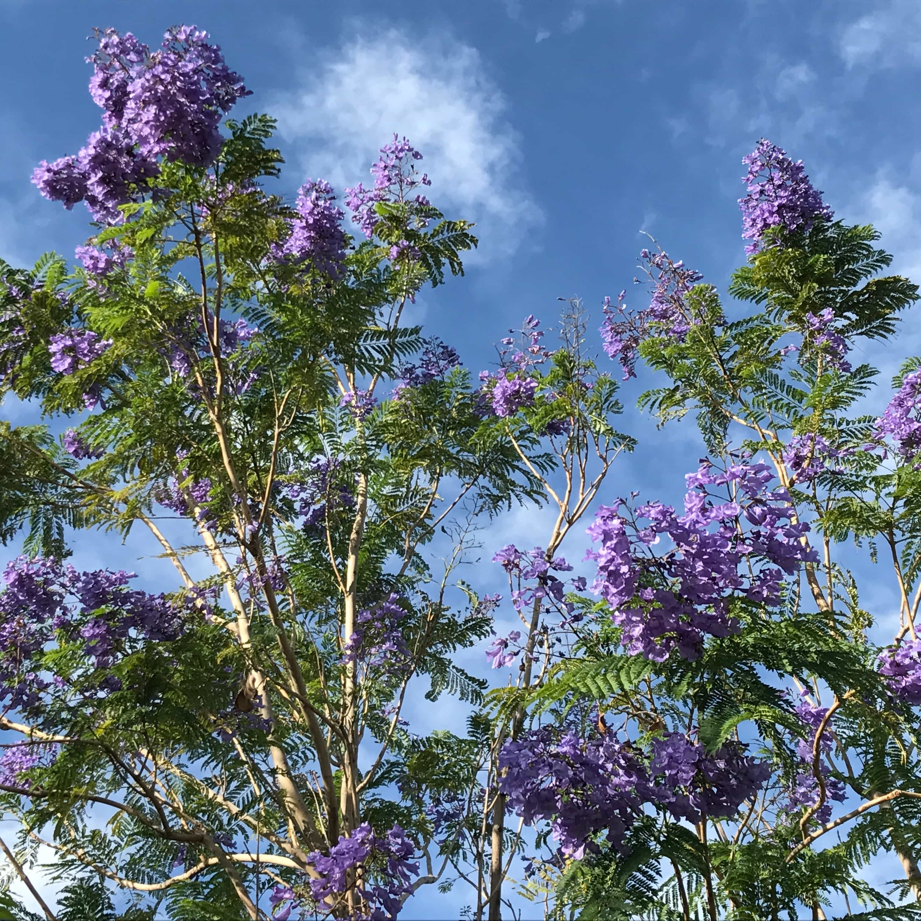 Moon Valley Nurseries Jacaranda Blooms