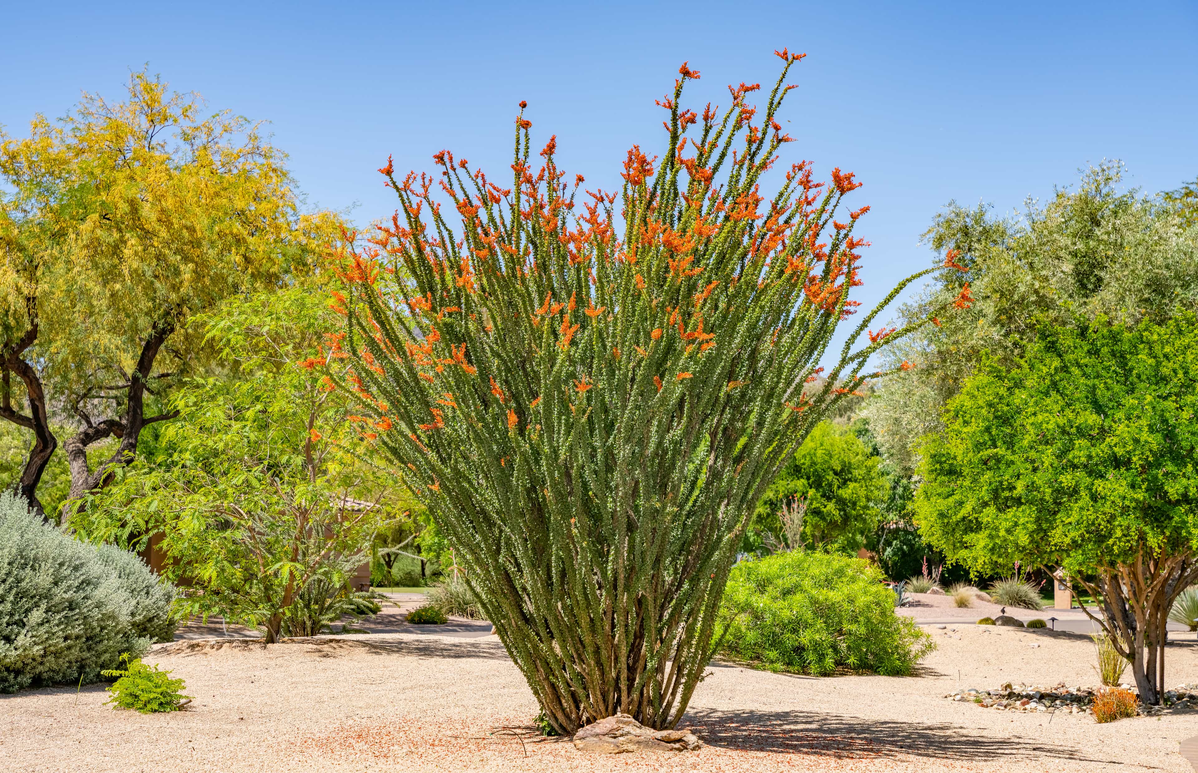 Moon Valley Nurseries Ocotillo