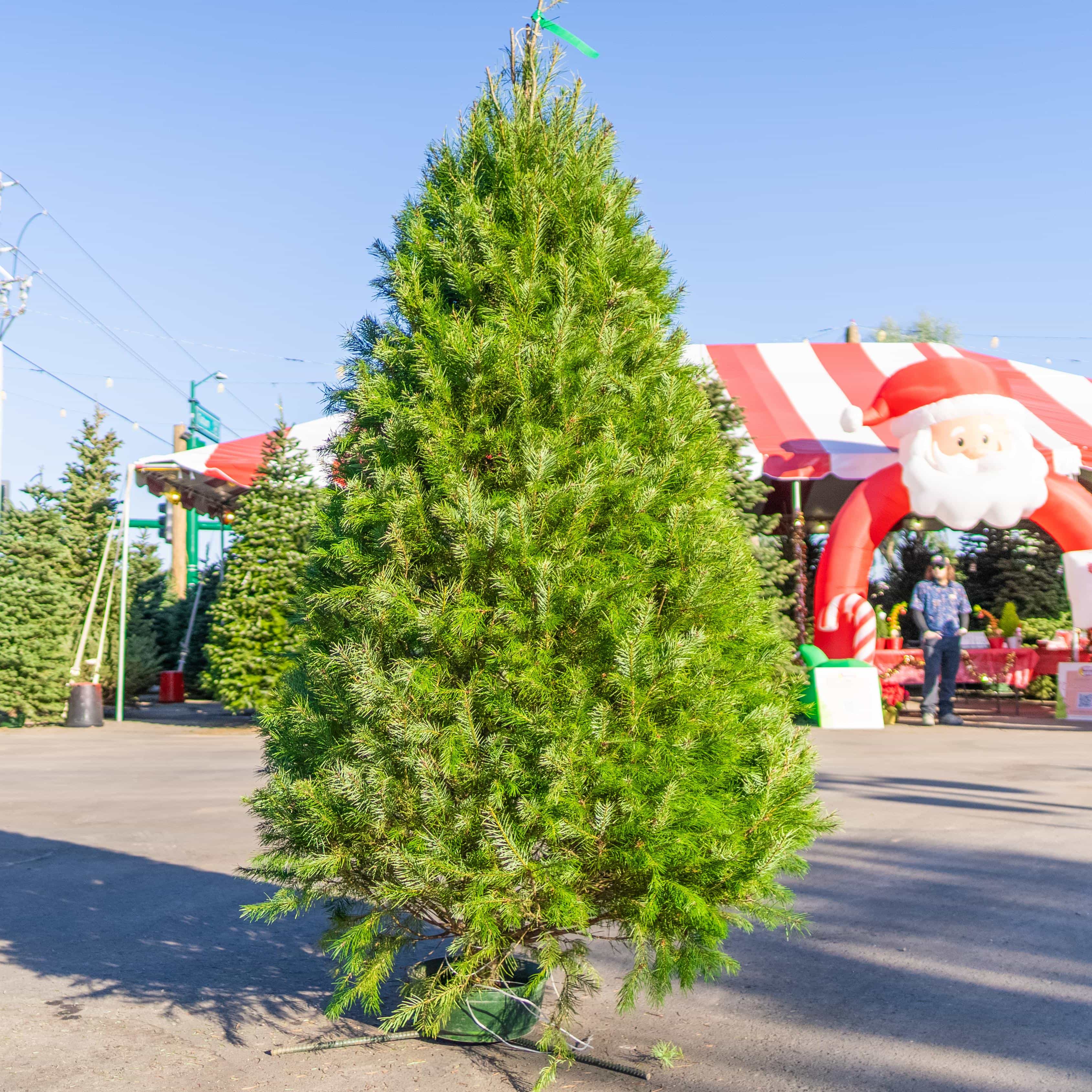 Moon-Valley-Nurseries-Douglas-Fir