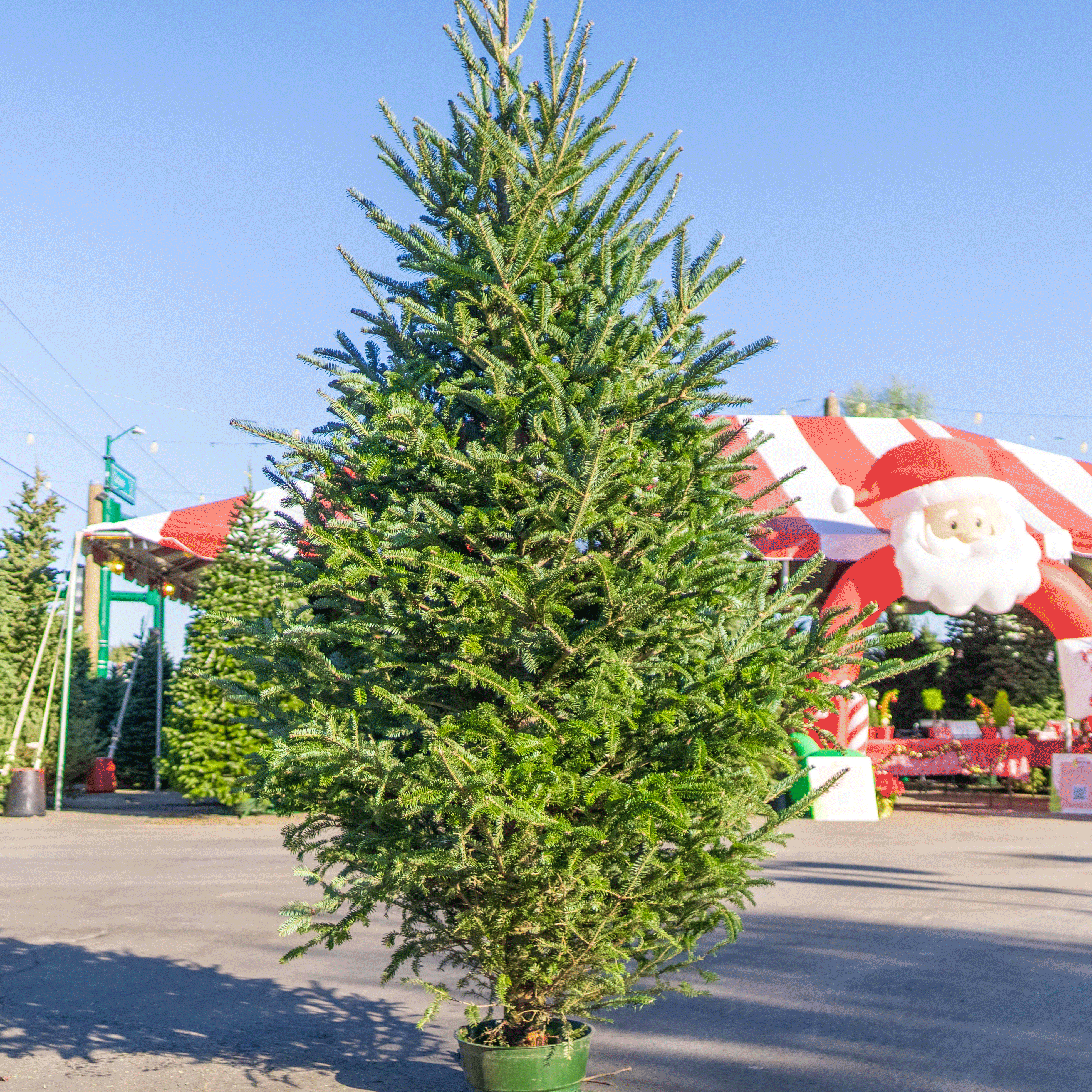 Moon-Valley-Nurseries-Fraser-Fir