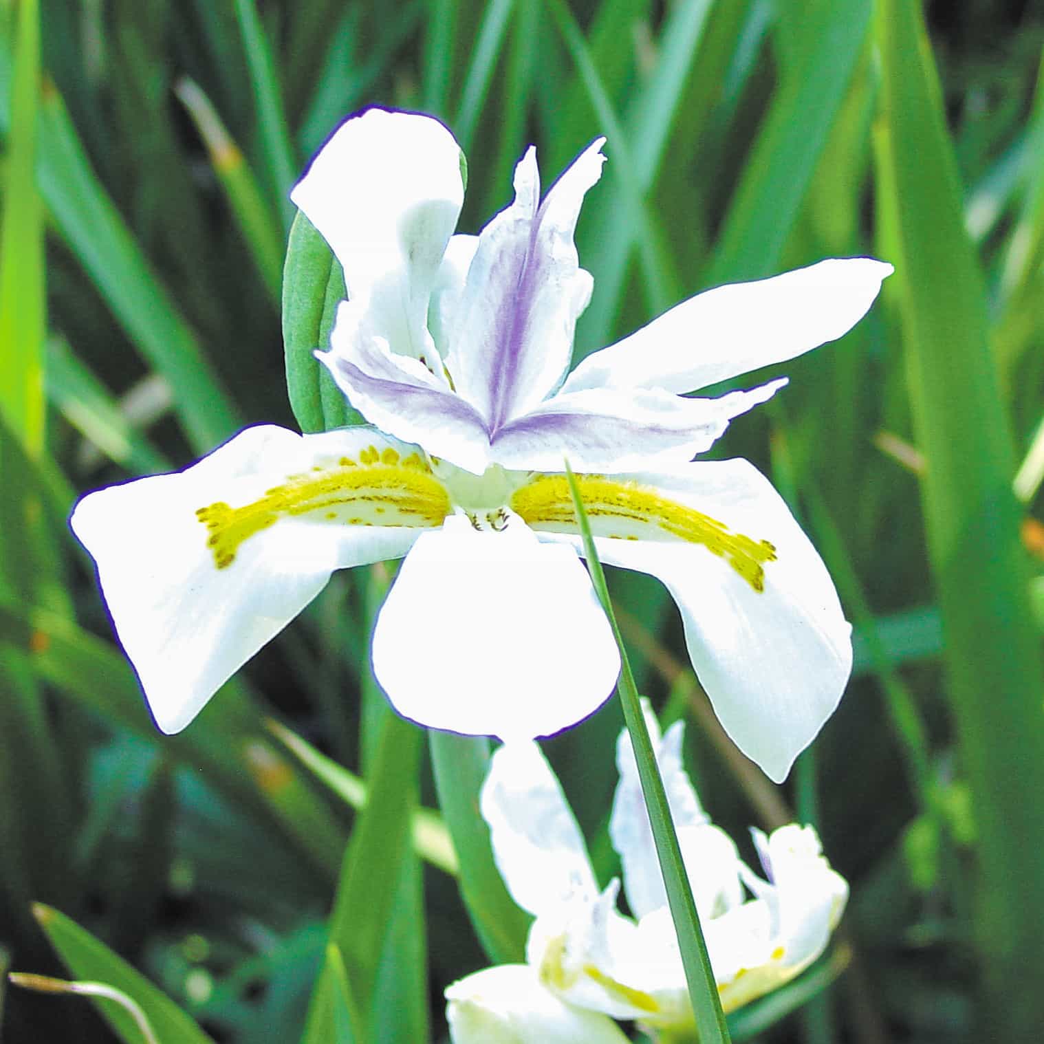 Morea Iris
