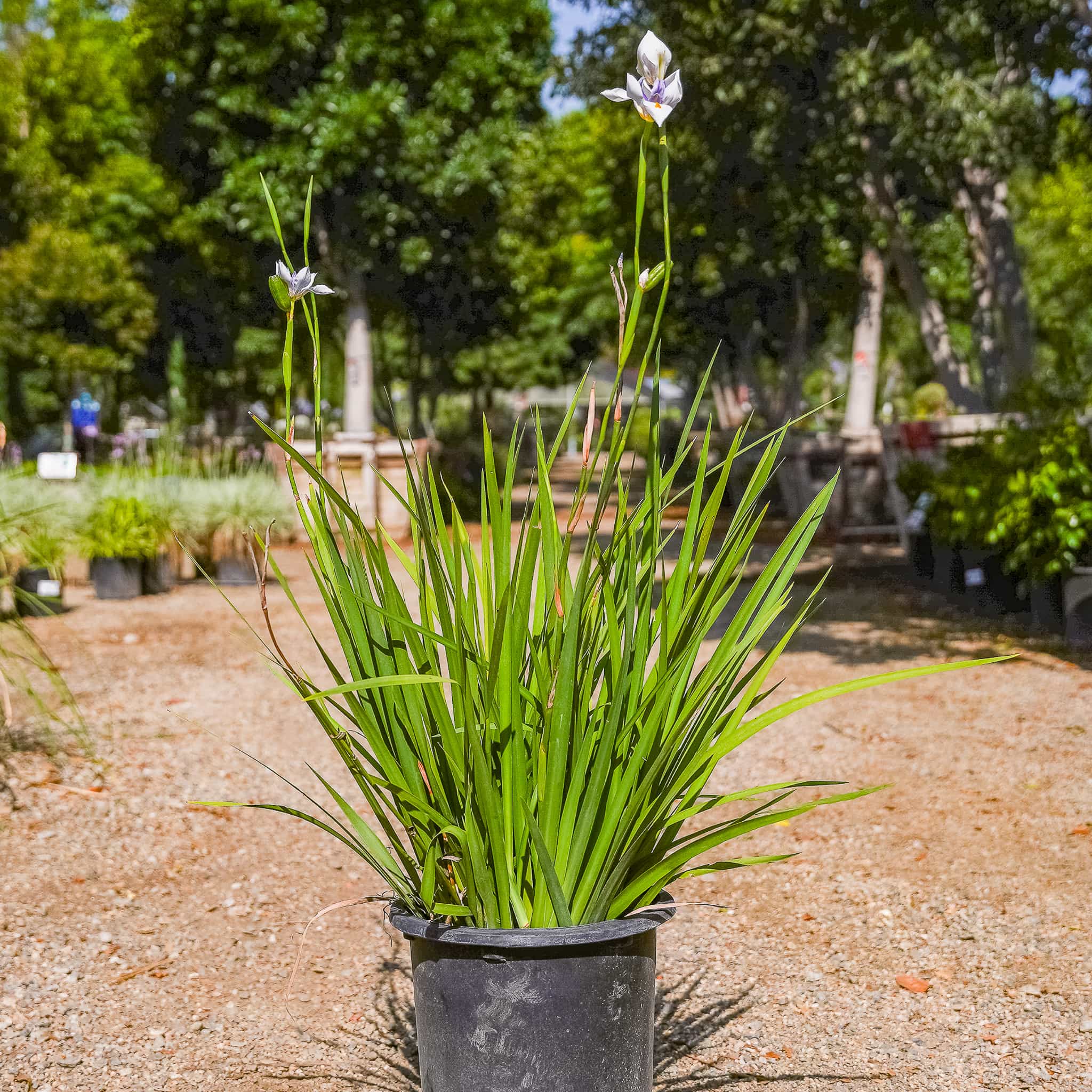 Morea Iris