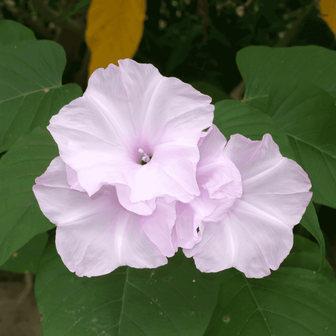 Bush Morning Glory Ground Covers Moon Valley Nurseries