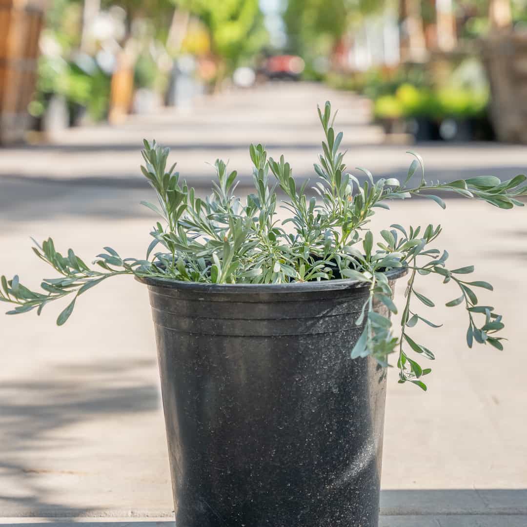 Silver Bush Morning Glory | Ground Covers | Moon Valley Nurseries