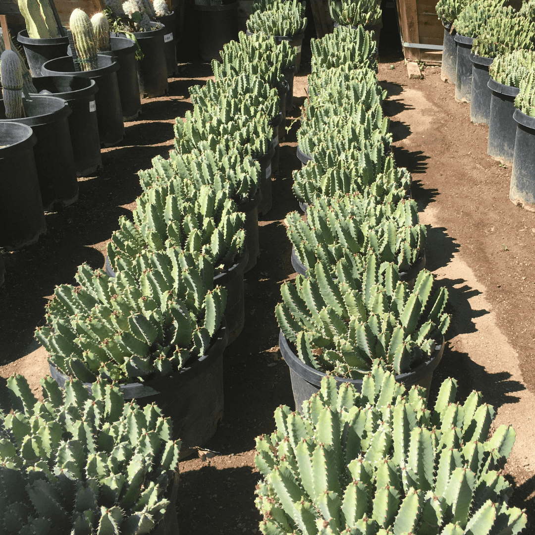 Row of Beautiful Mature Moroccan Mound Cacti Potted