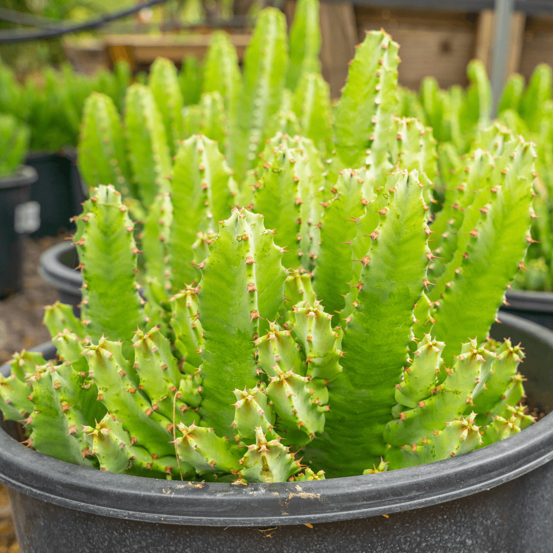 Beautiful Mature Moroccan Mound Potted