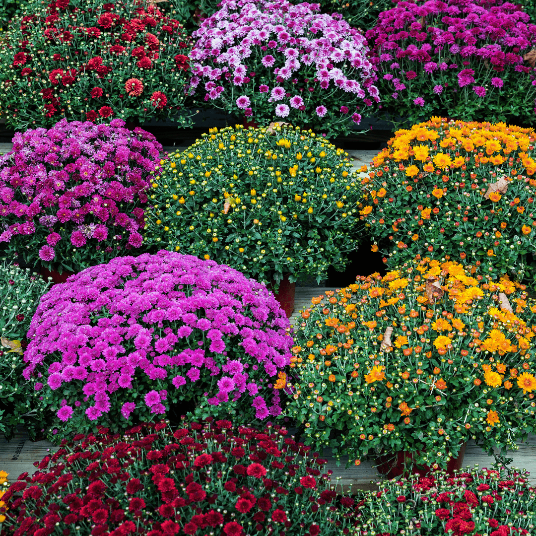 Assorted Blooming Mums Flowers