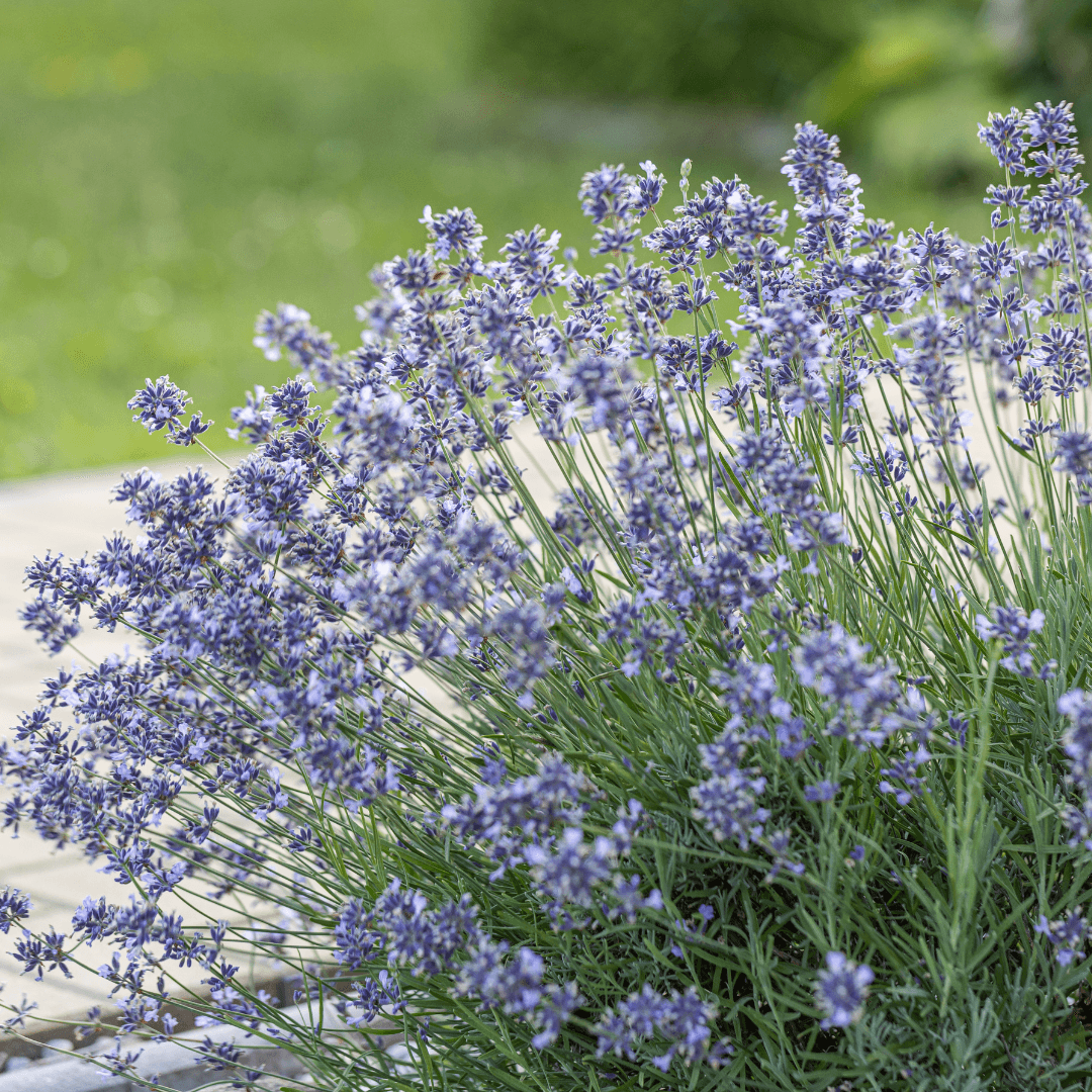 Beautiful Blooming Purple Munstead Lavender Flowers