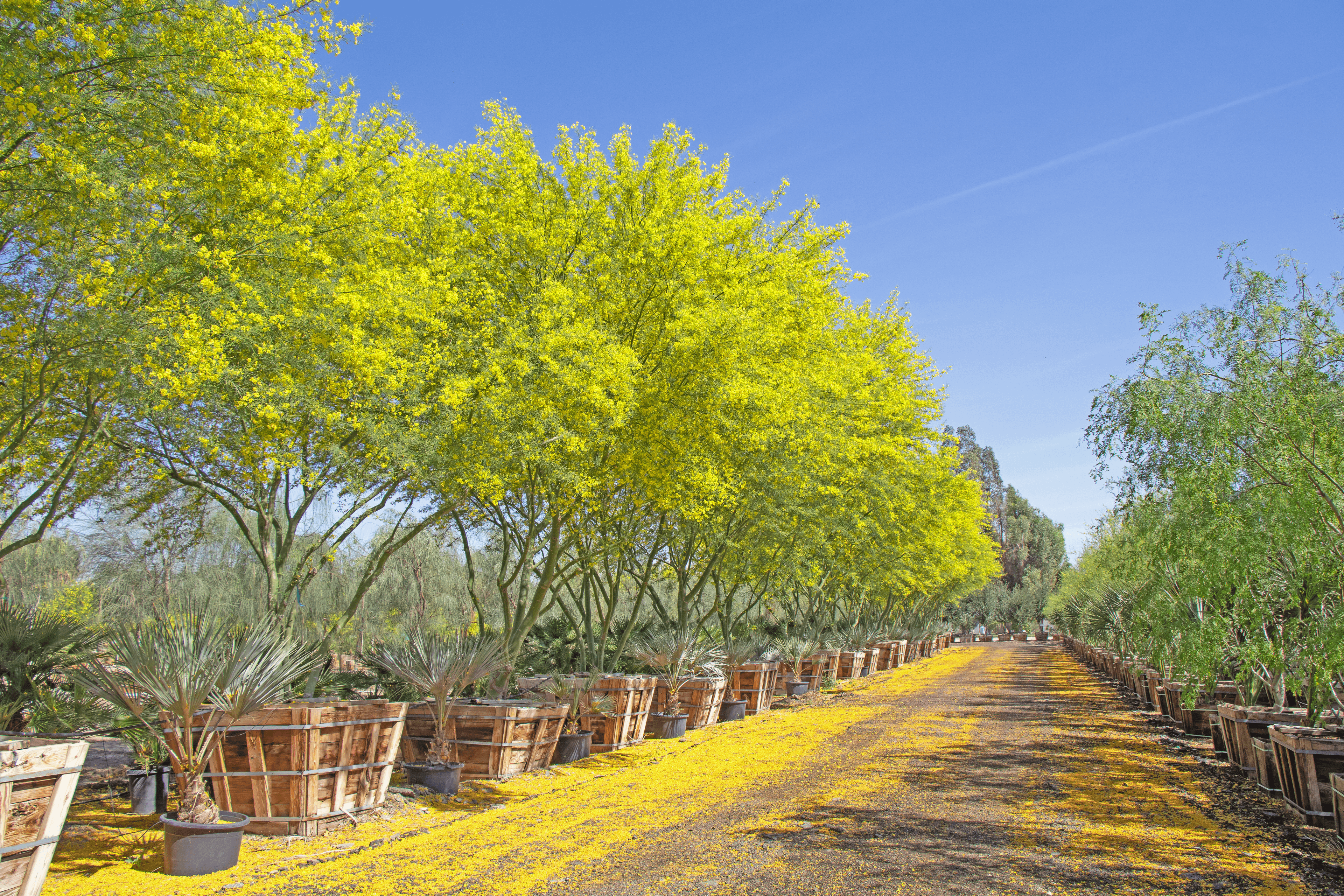 Moon Valley Nurseries Museum Palo Verde Row